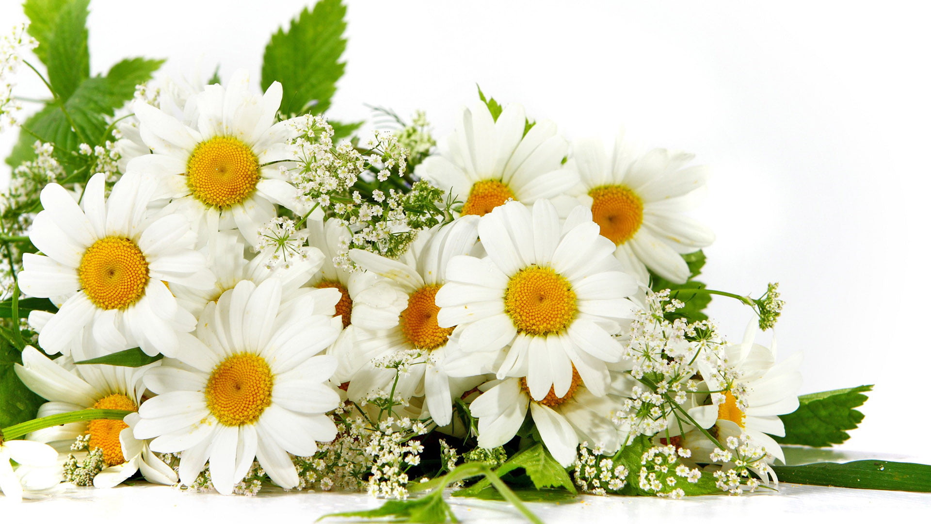 colorful, blossom, bright, summer, inflorescence, freshness, spa, flowering plant, beauty in nature, flower arrangement, yellow, meadow, chamomile, closeup, HD Wallpaper