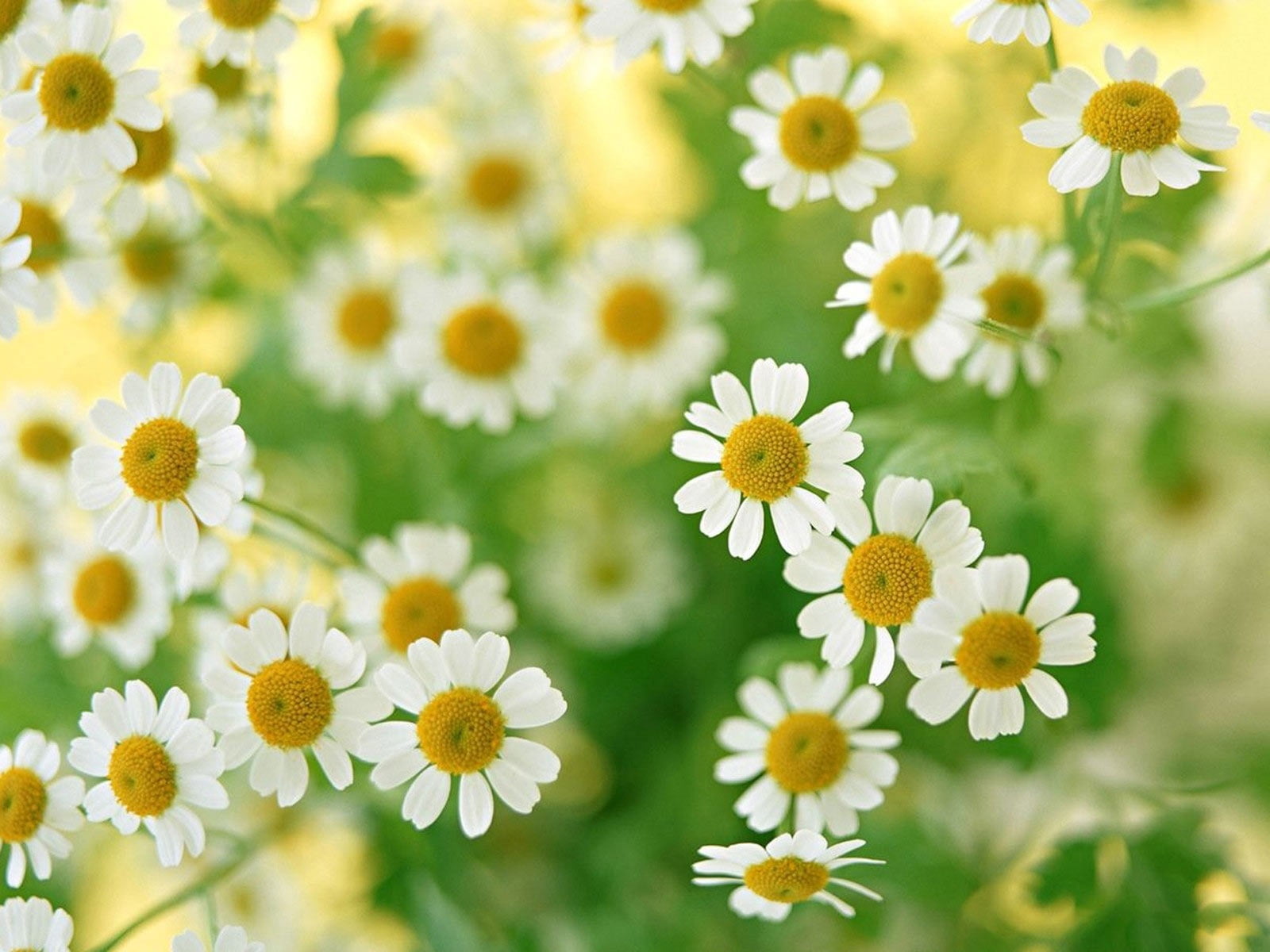 plant, green Color, herb, formal Garden, petal, yellow, leaf, flowering plant, day, macro, nature, springtime, chamomile, flower, season, petals, flower Head, HD Wallpaper