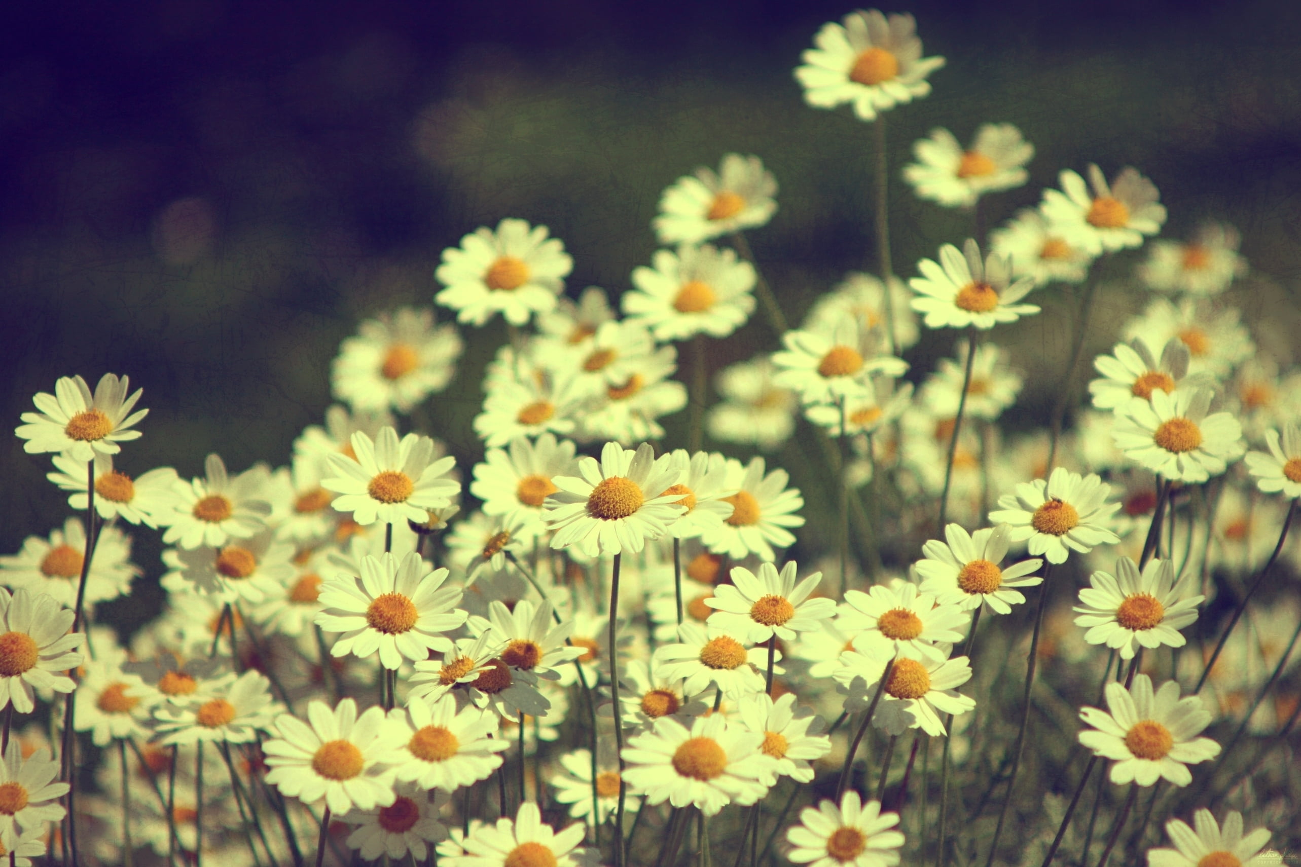 day, growth, sunlight, plant, flowerbed, chamomile, nature, no People, vulnerability, daisies, flower Head, daisy Family, close-up, macro, botany, focus on foreground, HD Wallpaper