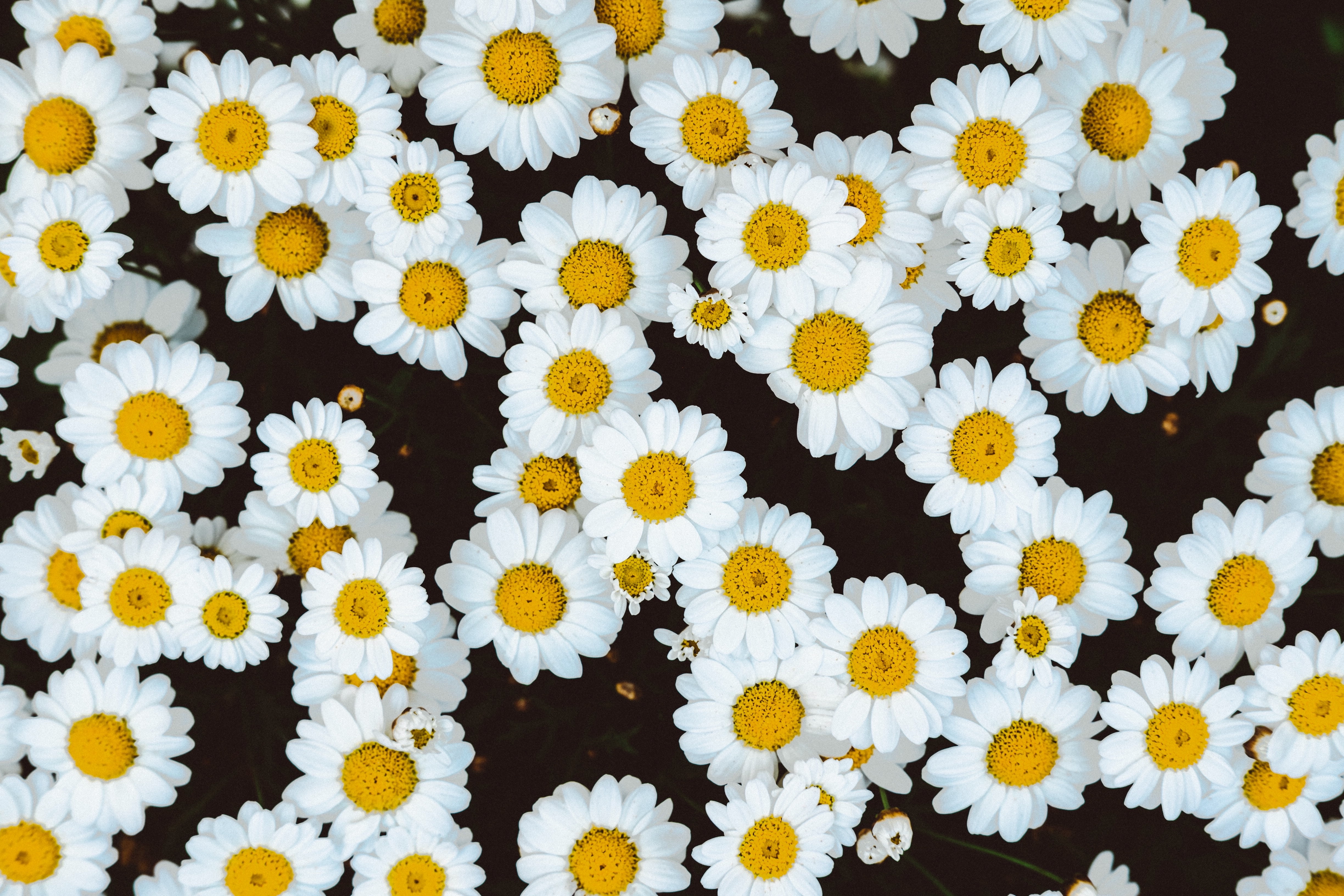 inflorescence, season, glade, flower Head, botany, flowering plant, fragility, summer, chamomile, daisies, backgrounds, pollen, buds, vulnerability, beauty In Nature, HD Wallpaper