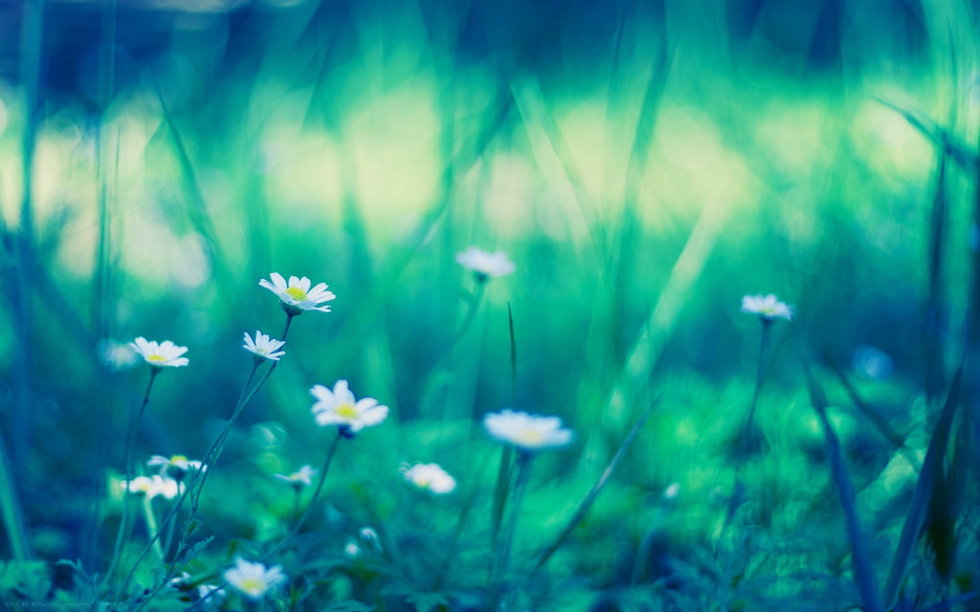defocused, freshness, blue, uncultivated, meadow, season, bright, macro, field, landscape, plain, rural Scene, springtime, 1080P, flower, no People, small, HD Wallpaper