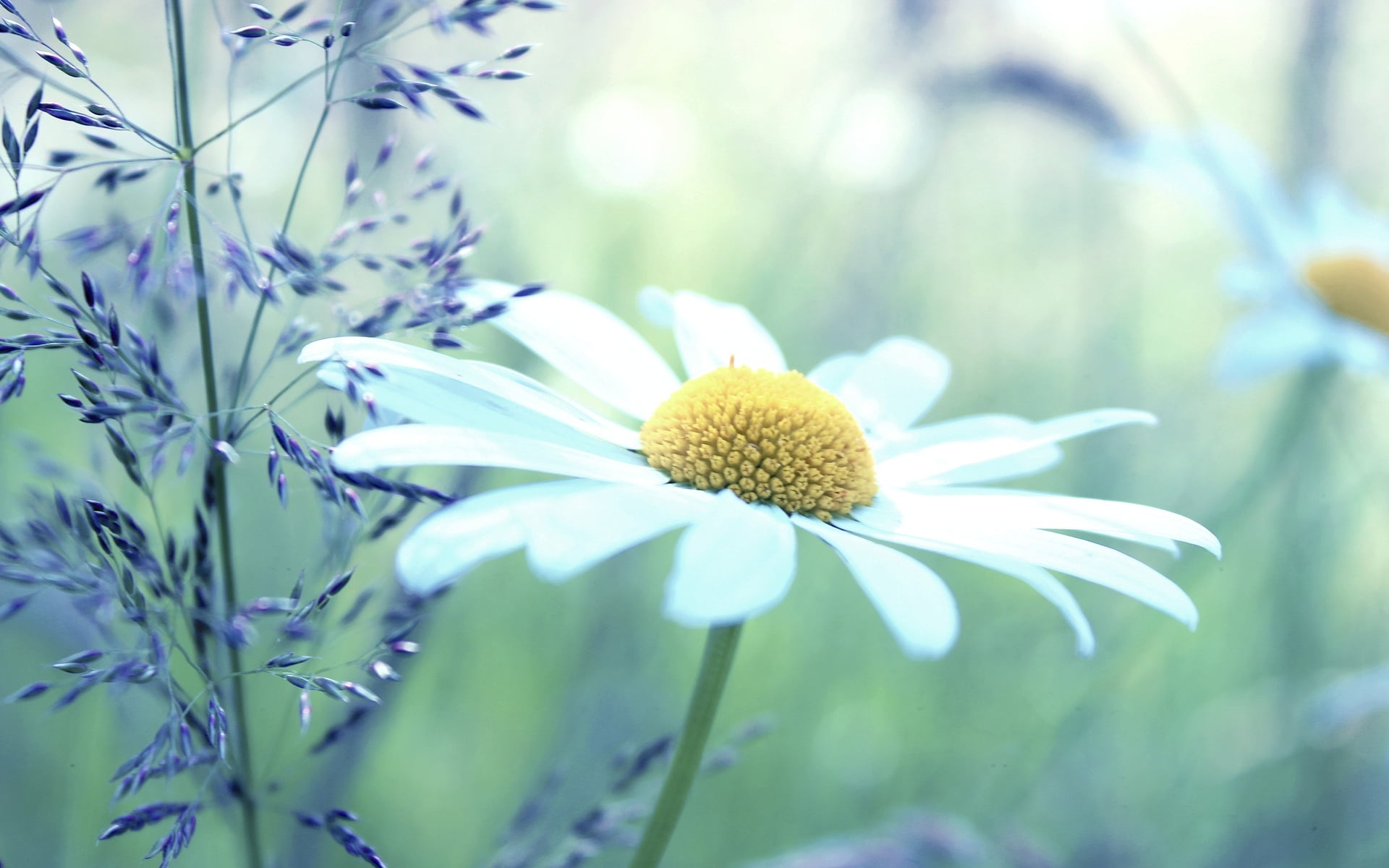 flower head, yellow, outdoors, fullscreen, full screen, Daisy, flowers, focus on foreground, green color, flower, plant, close-up, beauty in nature, chamomile, HD Wallpaper
