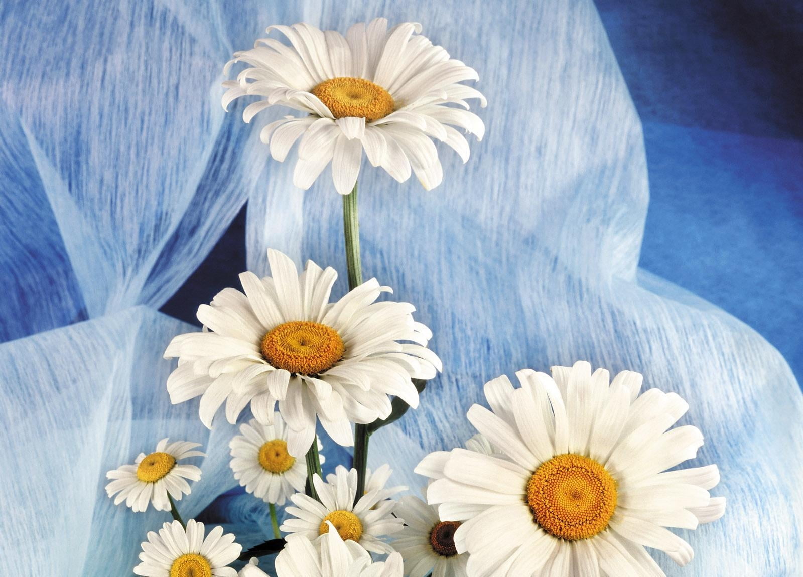 bouquet, season, color Image, chamomile Plant, backgrounds, nature, daisies, petal, close-up, outdoors, blue, single Flower, beauty In Nature, flowering plant, HD Wallpaper