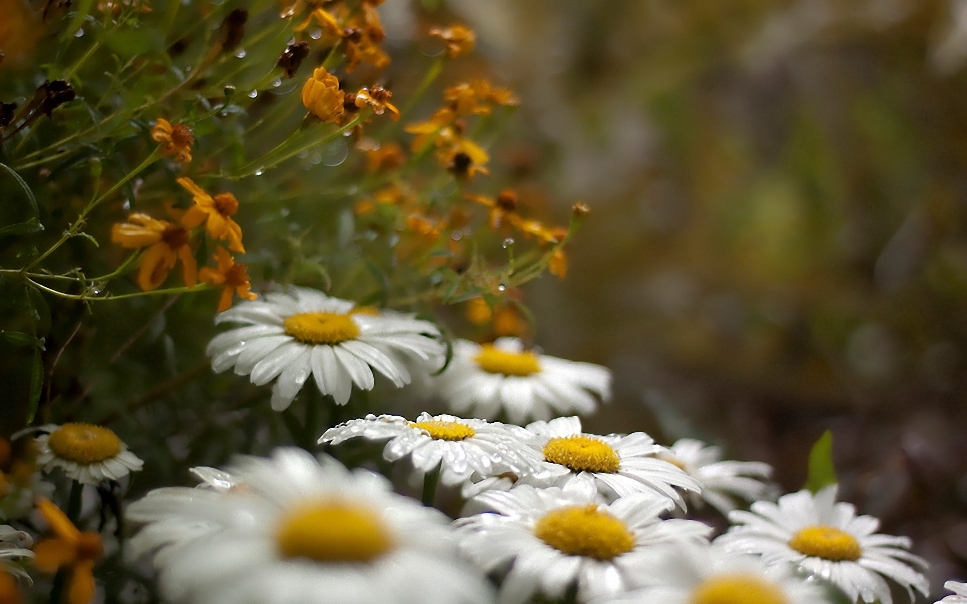 inflorescence, leaf, summer, eyed, color Image, multi Colored, flowerbed, flower Head, day, grass, growth, selective focus, springtime, yellow, freshness, HD Wallpaper