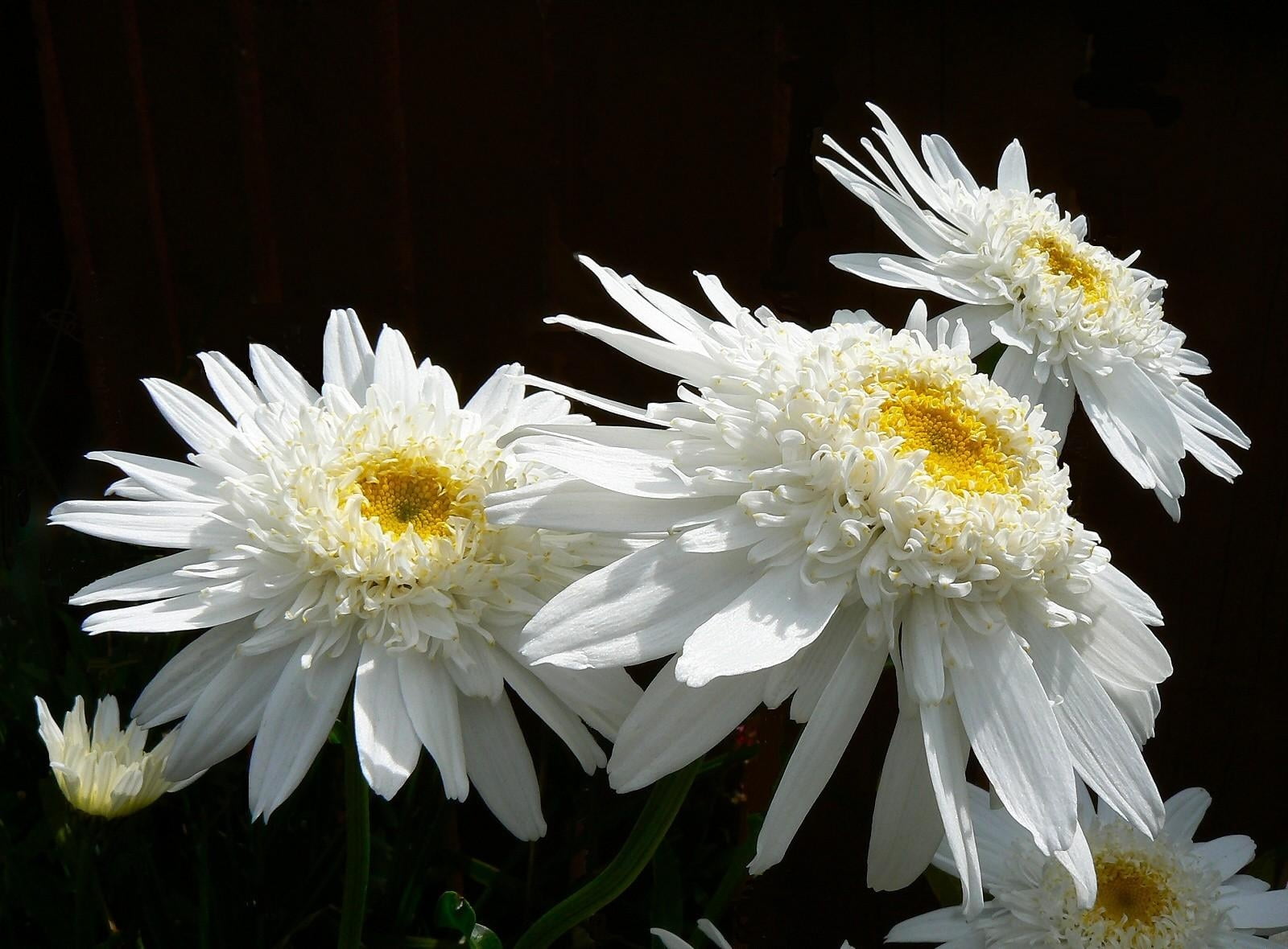 white, black background, blossom, growth, vulnerability, chrysanthemums, flowers, outdoors, botany, spring, flower, petals, petaled, 720P, summer, chrysanthemum, HD Wallpaper