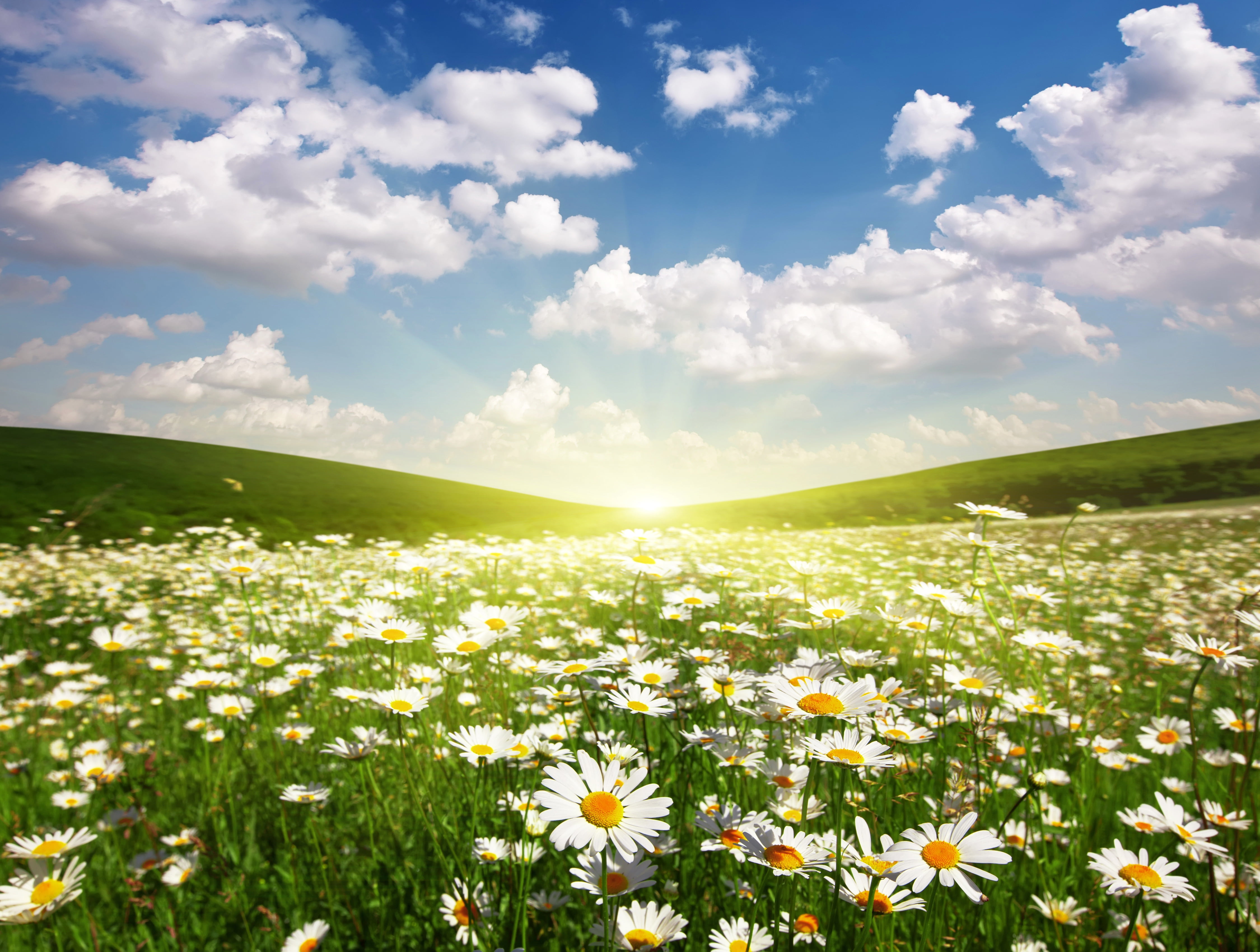 horizon, vulnerability, dawn, tranquil scene, clouds, cloudscape, flower head, season, non-Urban Scene, nature, idyllic, fragility, lawn, green Color, grass, HD Wallpaper