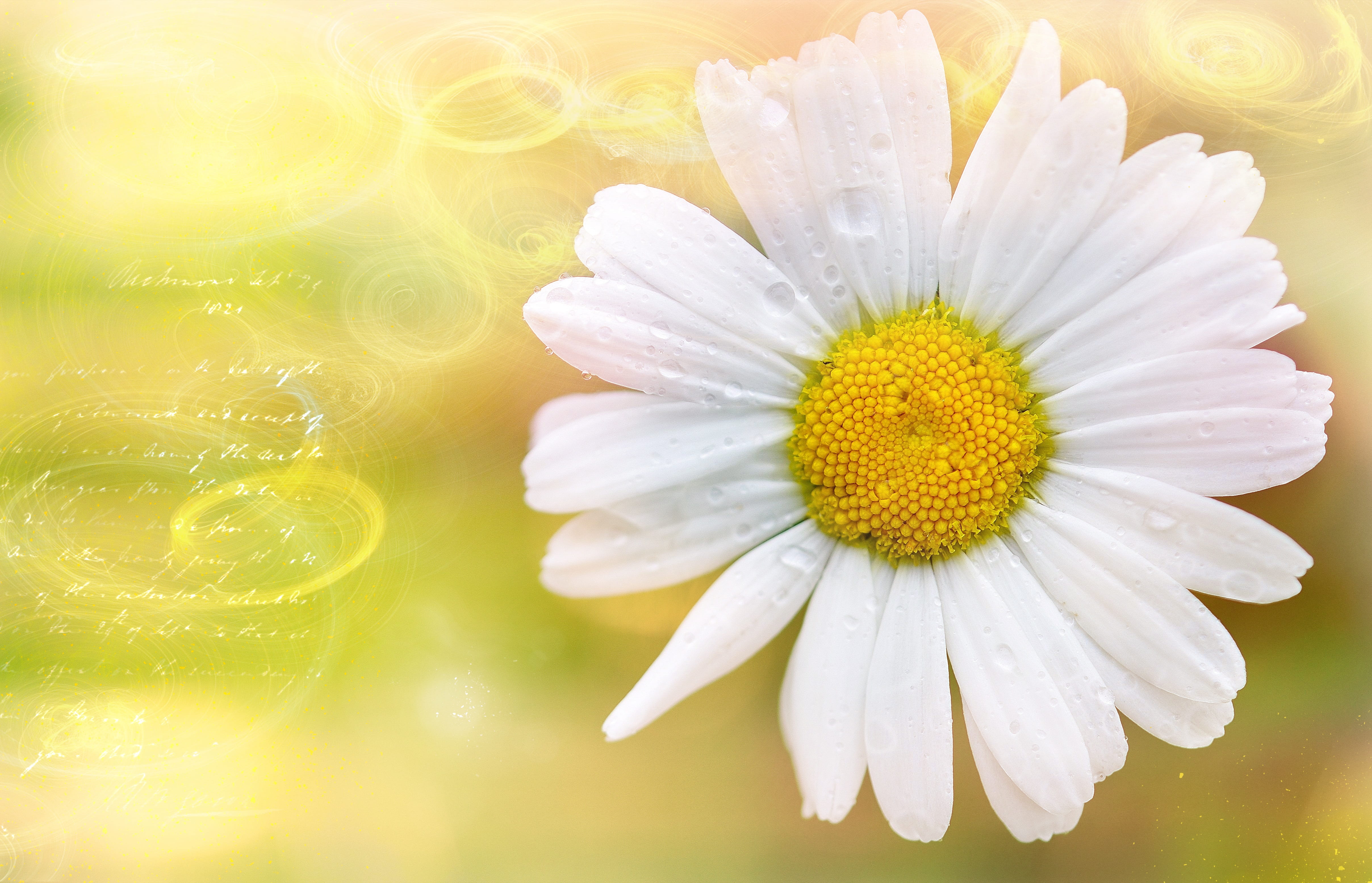 beauty In Nature, chamomile, single Flower, growth, macro, dew, flowering plant, daisy, yellow, Plant, springtime, 4K, water, outdoors, Greeting Card, HD Wallpaper