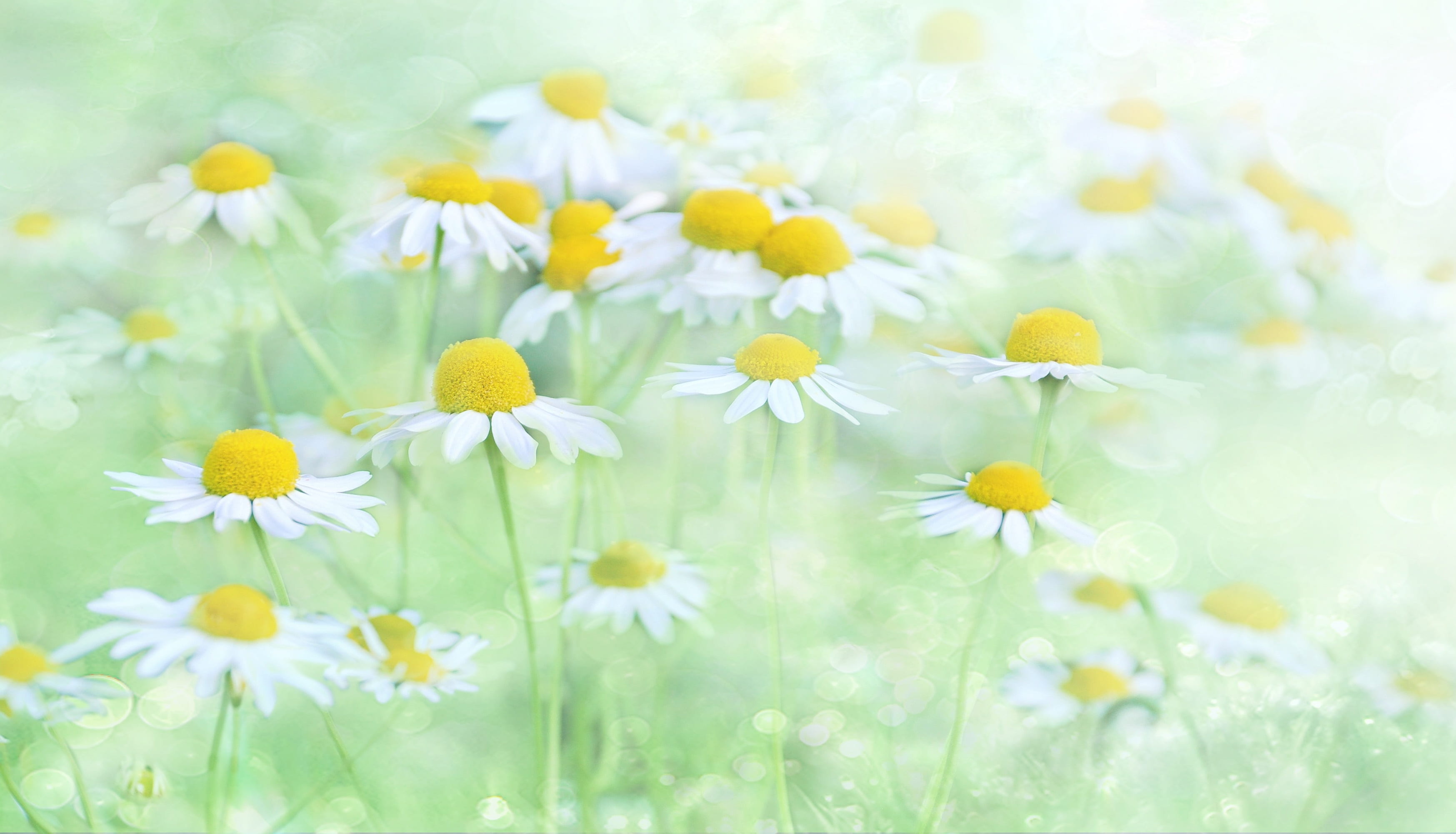 2K, background, yellow, flower garden, flower meadow, romantic, white, romance, close, garden flower, no people, flowering plant, macro, chamomile, vulnerability, HD Wallpaper