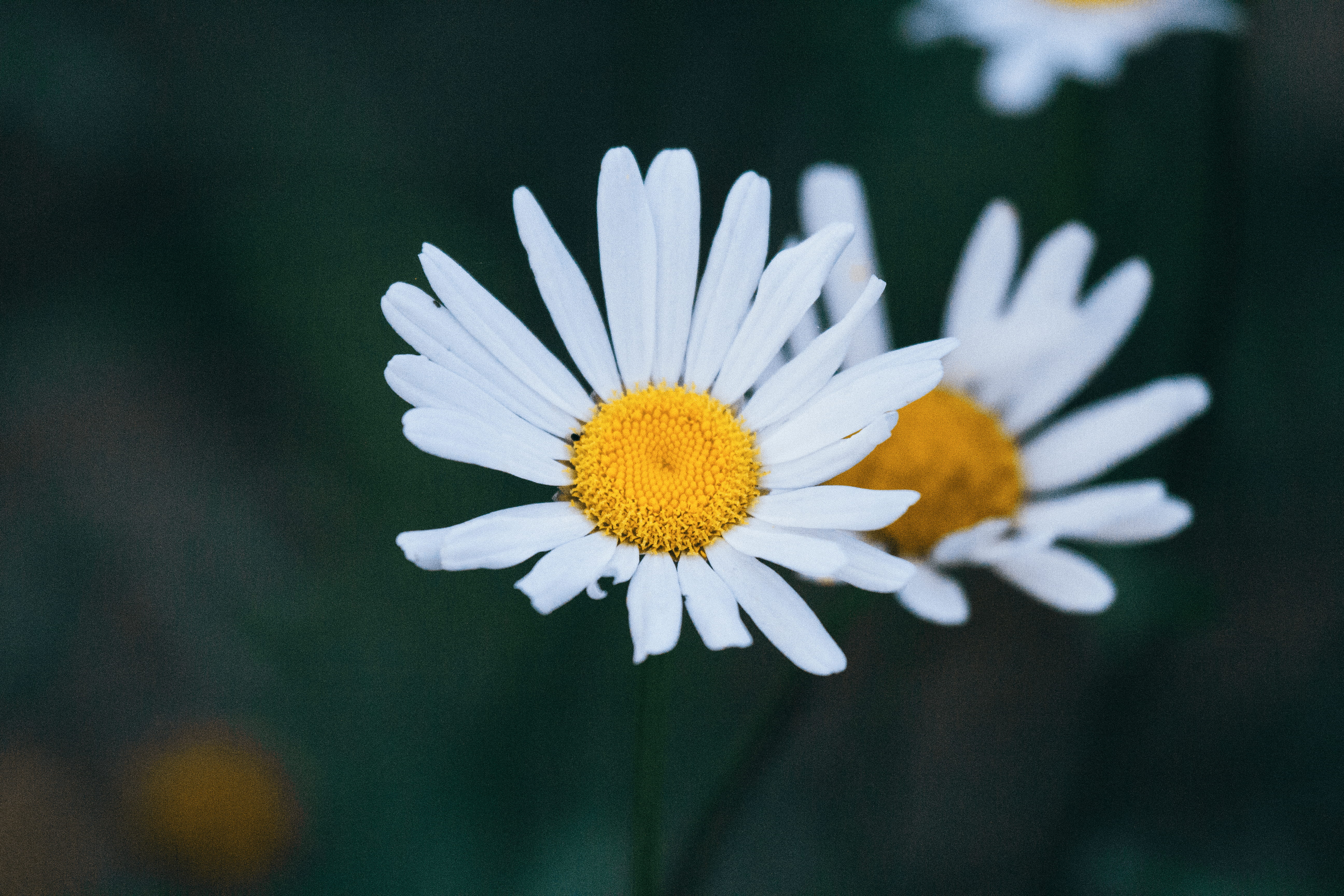 macro, flower, white color, eyed, yellow, closeup, white daisy, summer, photography, flower head, growth, white, green Color, beauty In Nature, 5K, chamomile Plant, HD Wallpaper