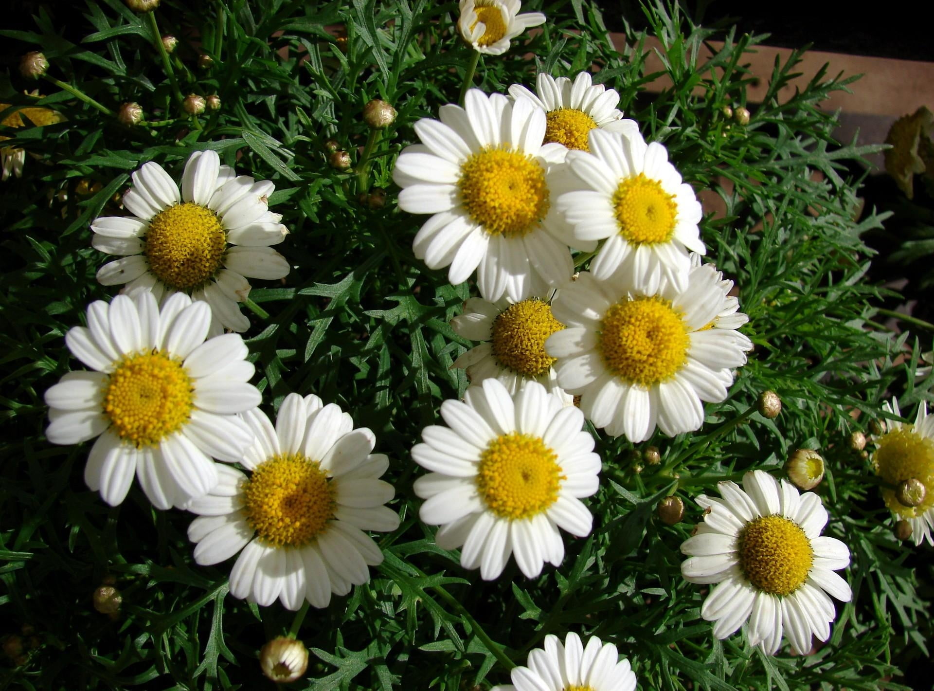 daisy, green Color, springtime, plant, fragility, marguerite, day, close-up, grass, chamomile Plant, flowers, white color, white, freshness, growth, vulnerability, HD Wallpaper