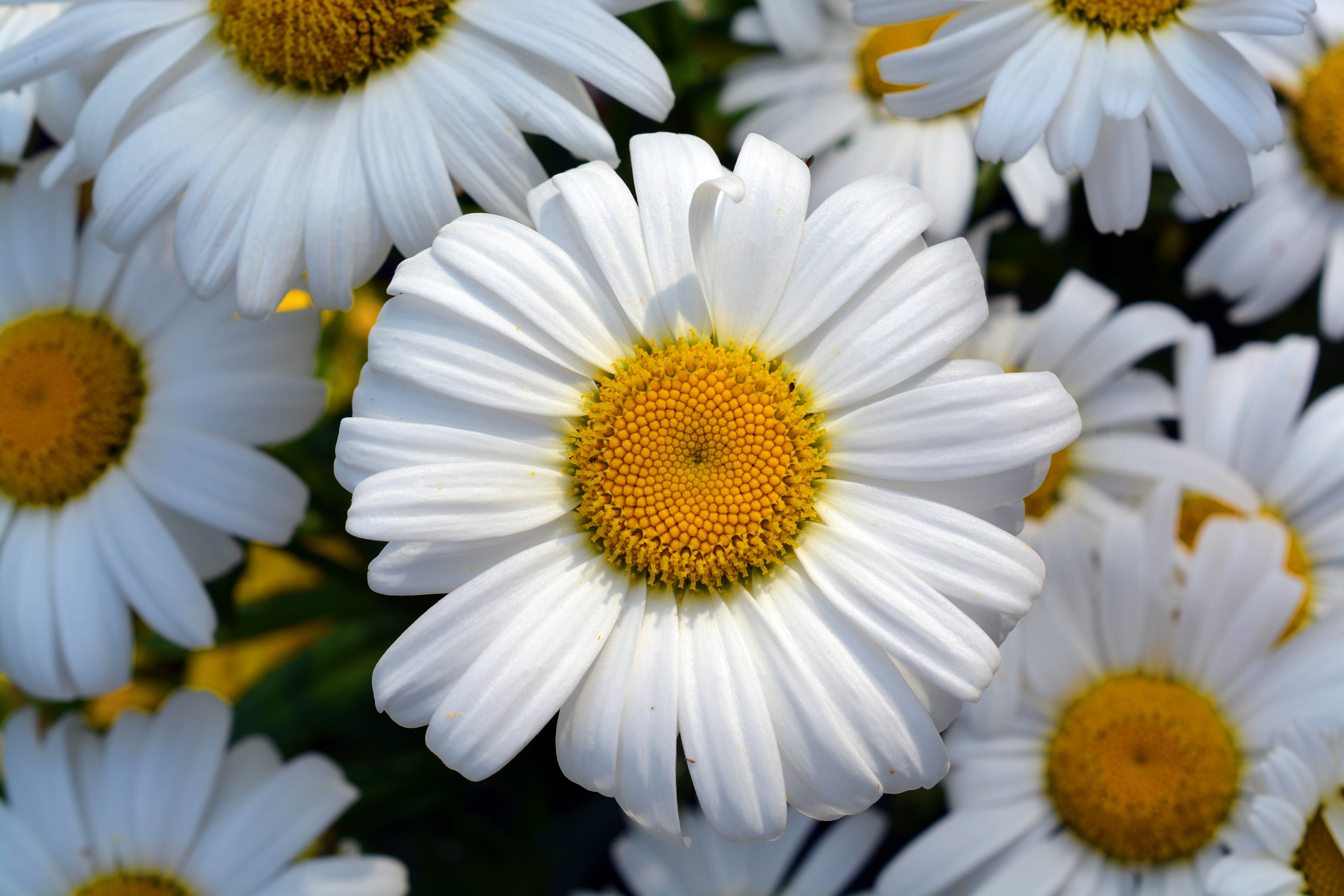 nature, vulnerability, 5K, petals, freshness, flowering plant, formal Garden, close-up, daisy, blossom, macro, white, meadow, chamomile Plant, inflorescence, HD Wallpaper