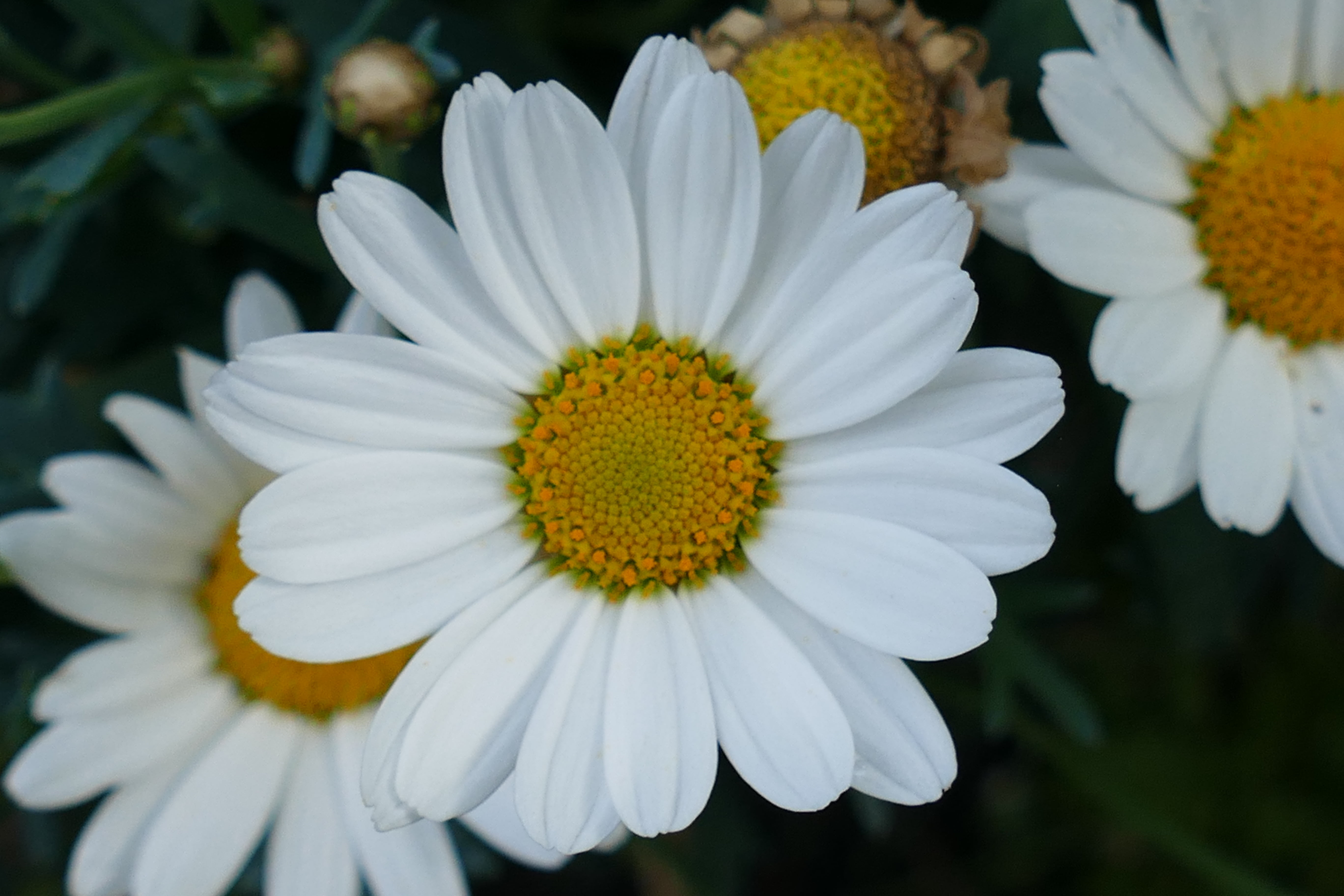 5K, daisy, grass, flowers, flower, white color, white, flower Head, day, springtime, marguerite, leaf, close-up, nature, focus on foreground, plant, green Color, HD Wallpaper