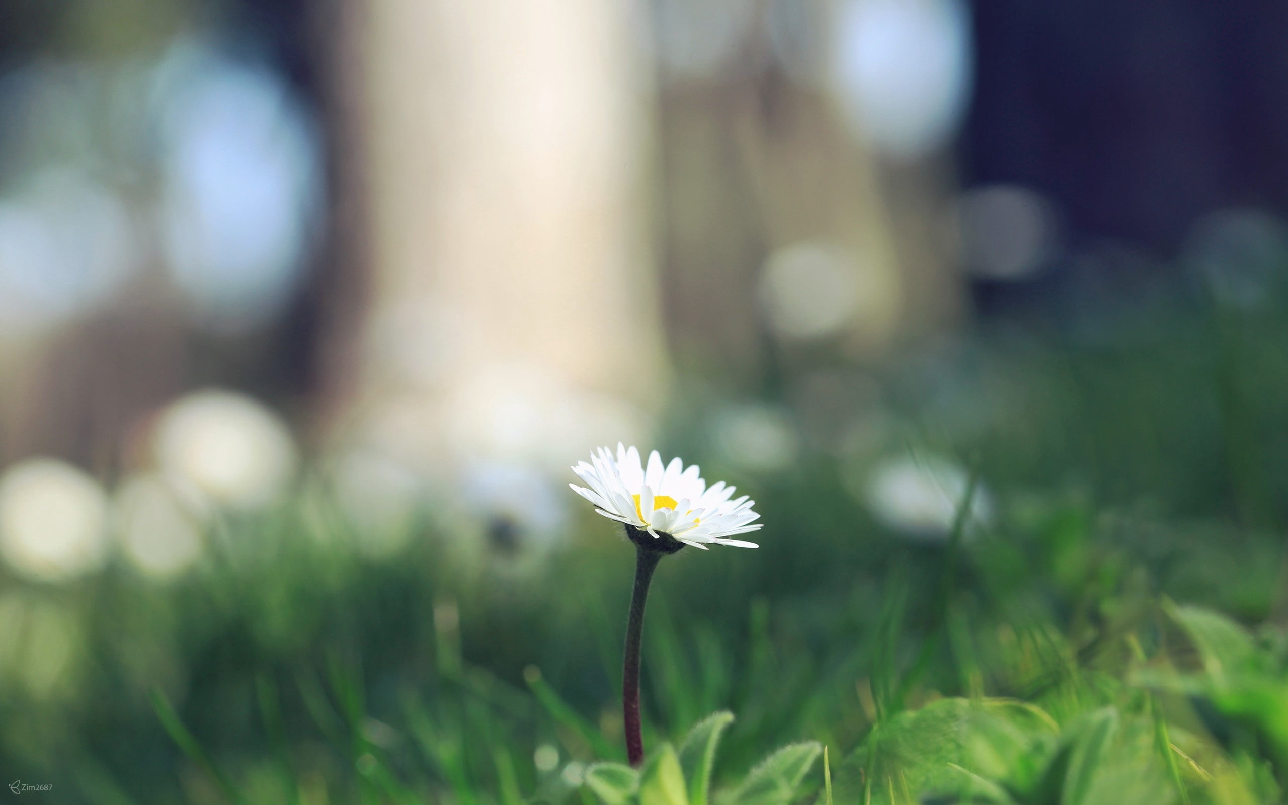 single Flower, wildflower, defocused, sun, rural Scene, fragility, vulnerability, no People, white color, sunlight, yellow, field, landscape, plant, backgrounds, HD Wallpaper