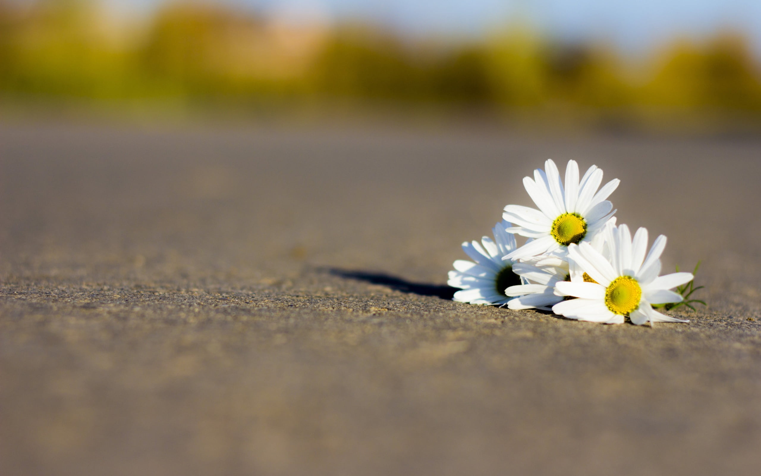 chamomile, copy Space, three, bright, fragility, springtime, 2K, beauty, growth, sunlight, inflorescence, vulnerability, meadow, pollen, single Flower, HD Wallpaper