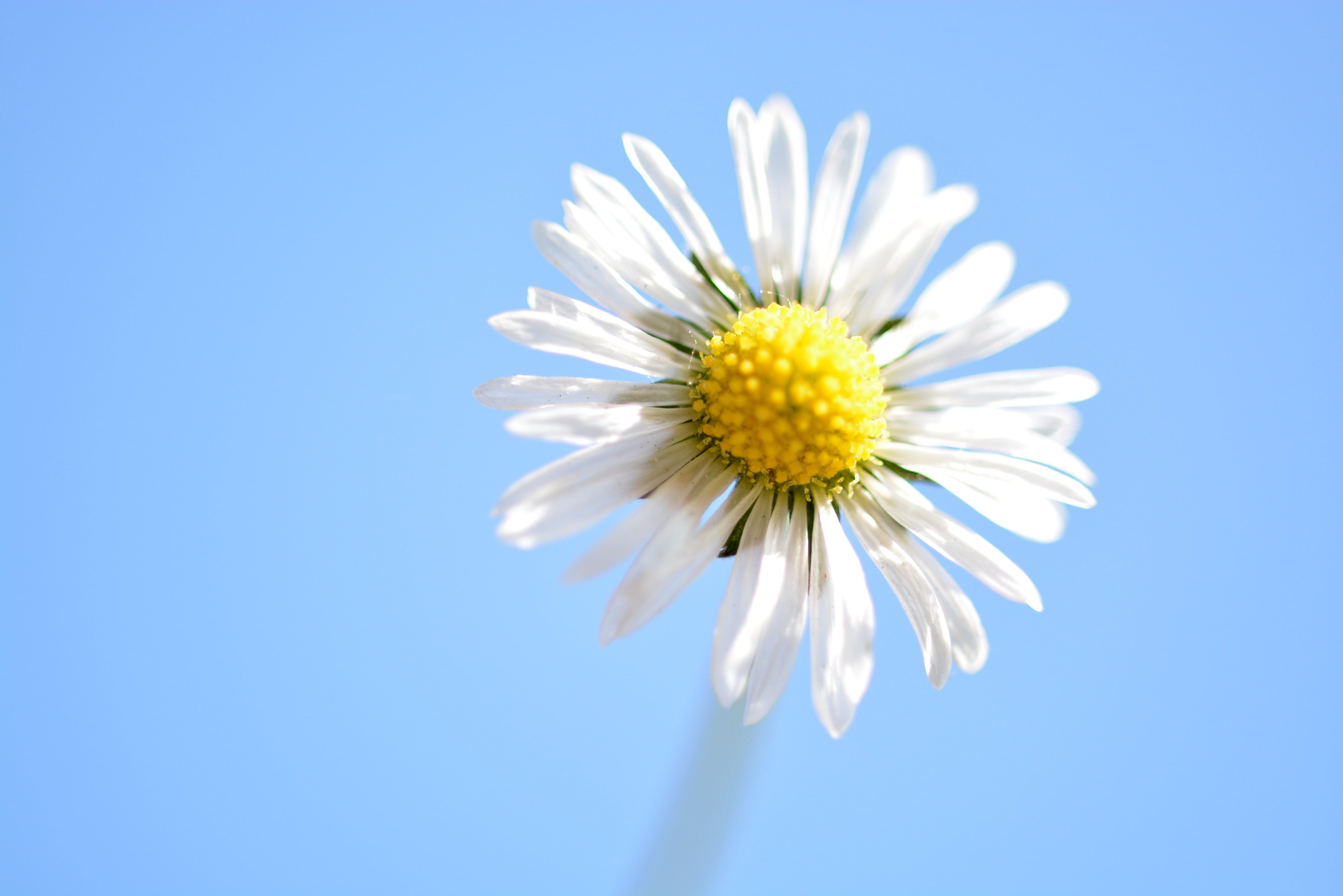 no People, petals, white color, chamomile, outdoors, isolated, petal, beauty In Nature, sky, blossom, backgrounds, blue background, botany, pollen, vulnerability, HD Wallpaper