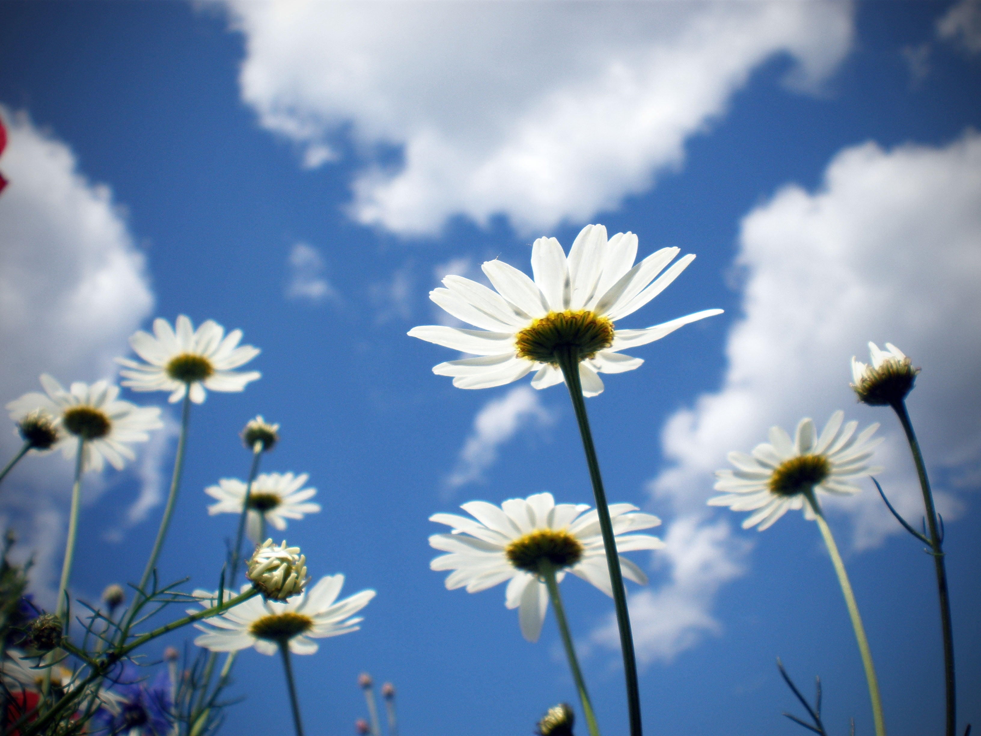 sky, season, backgrounds, freshness, color Image, sunlight, clouds, pasture, landscape, daisy Family, nature, growth, no People, flowering plant, green Color, HD Wallpaper