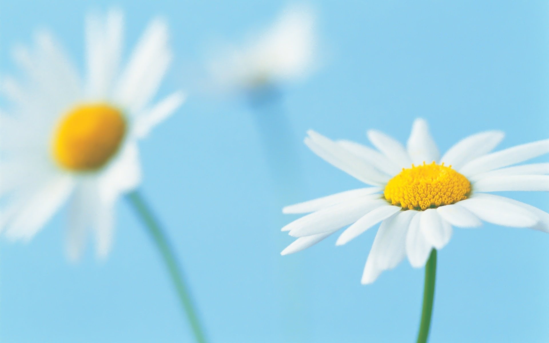 day, sunlight, single Flower, 1080P, inflorescence, yellow, macro, chamomile Plant, background, fragility, purity, petals, plant stem, field, botany, flowers, HD Wallpaper