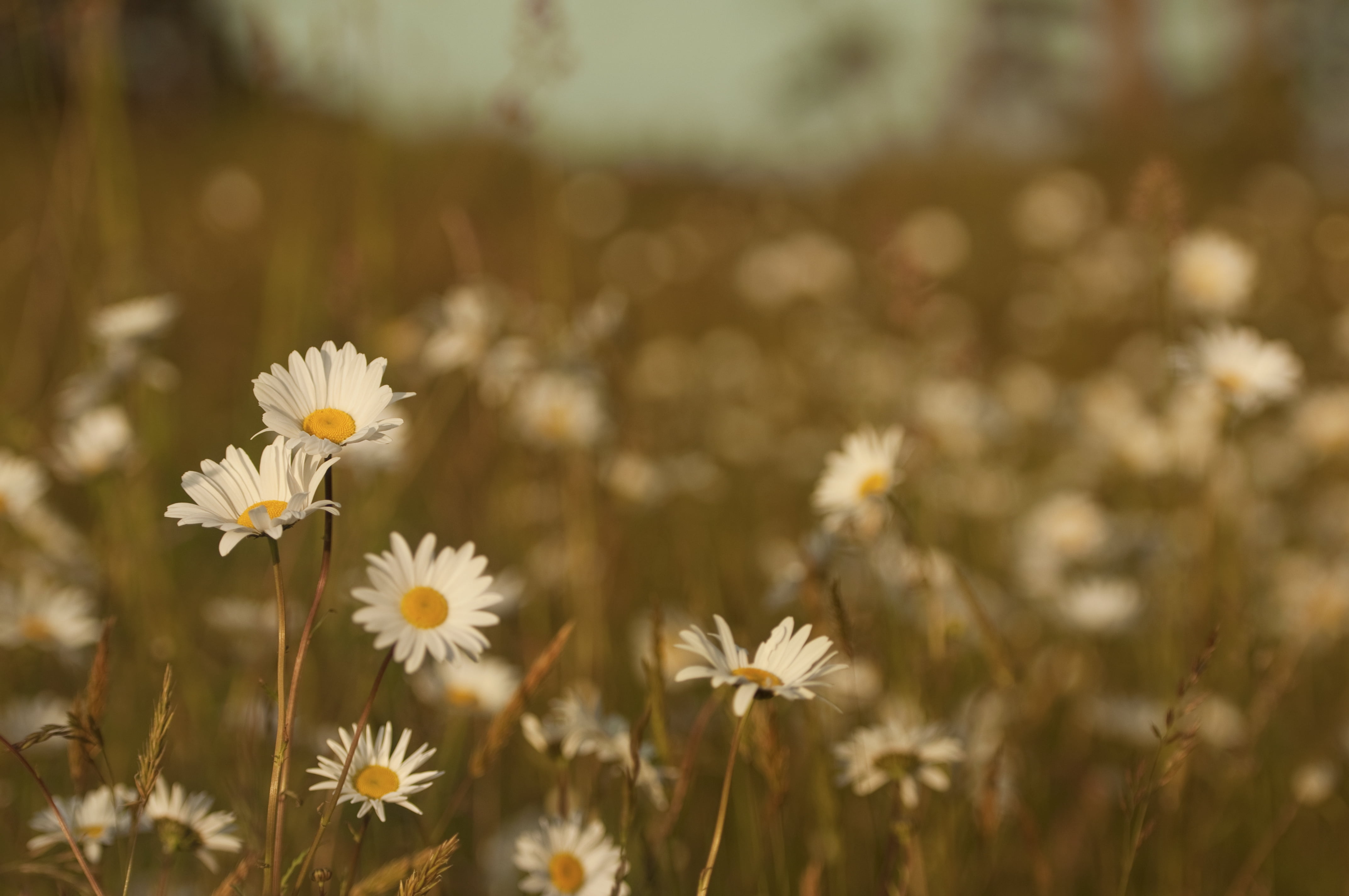 color, meadow, fragility, sunlight, inflorescence, landscape, rural Scene, day, marguerite, daisy, wildflower, grass, 4K, selective focus, summer, no People, HD Wallpaper