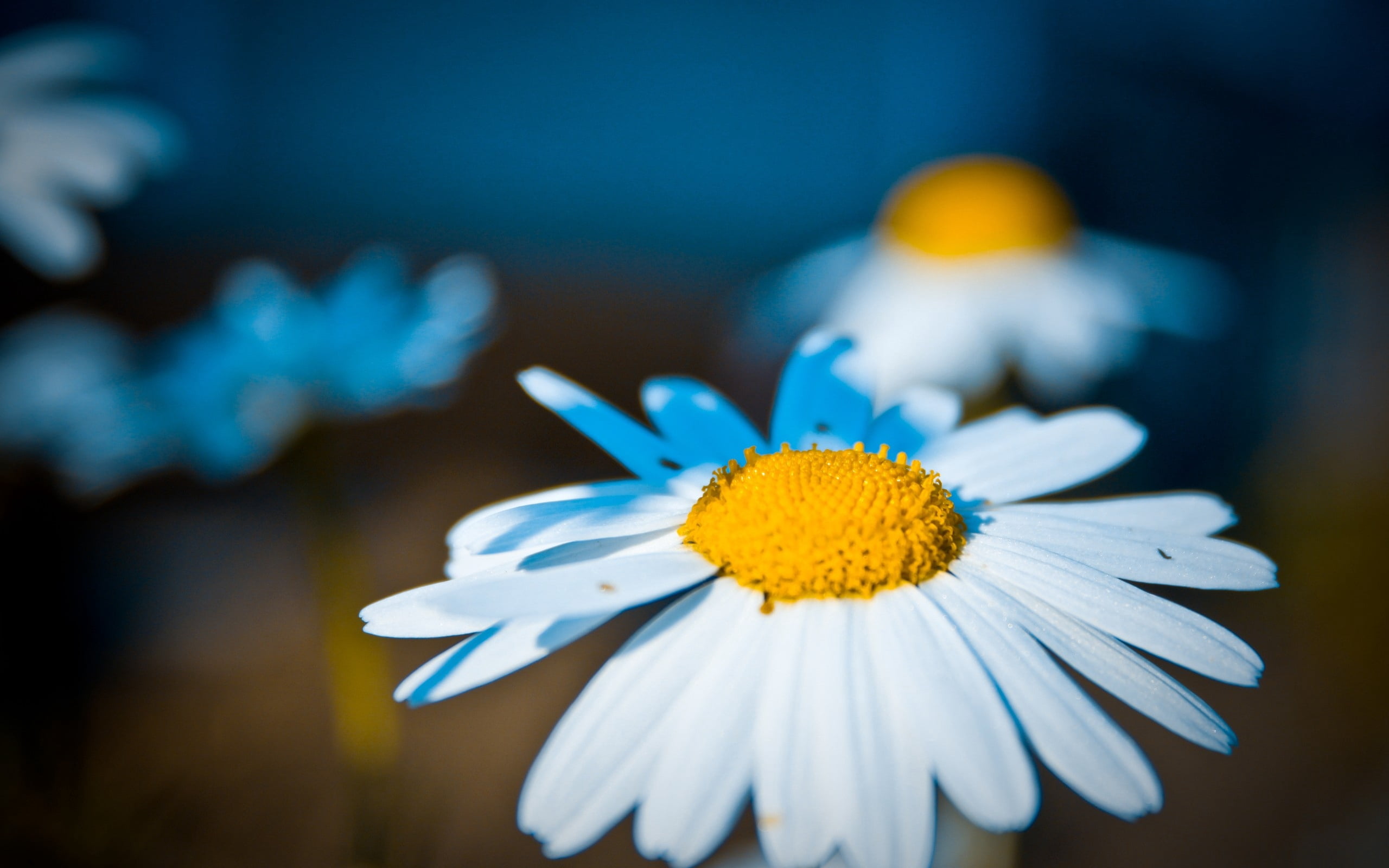 wildflower, flower Head, freshness, flower, summer, selective focus, chamomile, beauty In Nature, multi Colored, growth, white color, flowers, grass, focus on foreground, HD Wallpaper
