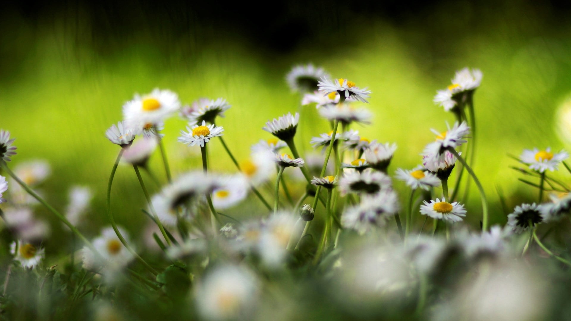 petal, defocused, blossom, flower, close-up, uncultivated, land, outdoors, non-Urban Scene, fragility, grass, white, rural Scene, backgrounds, small, wildflower, HD Wallpaper