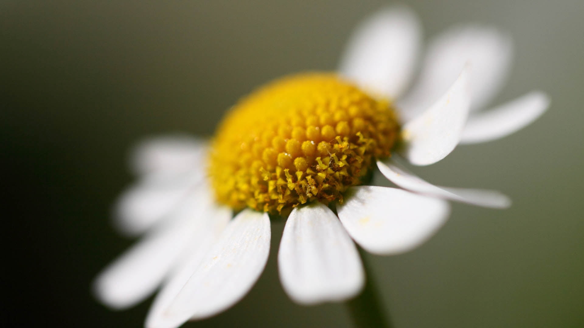 macro, backgrounds, petal, flower Head, meadow, chamomile, formal Garden, marguerite, no People, vulnerability, color Image, pollen, green Color, focus on foreground, HD Wallpaper
