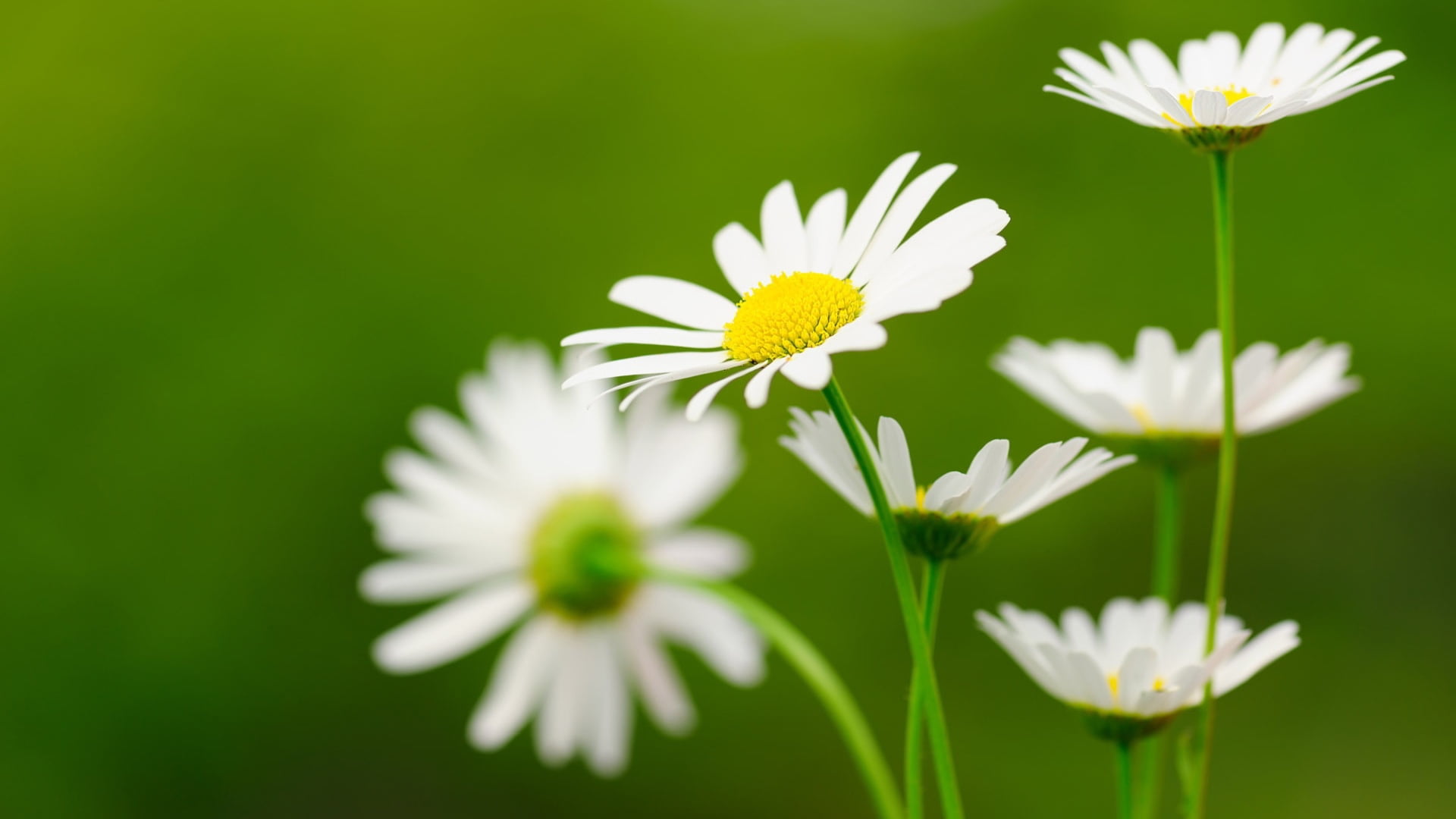 petals, life, chamomile, season, grass, bloom, garden, bright, plant stem, natural, floral, closeup, field, flowers, day, camomile, petal, flower, blooming, HD Wallpaper