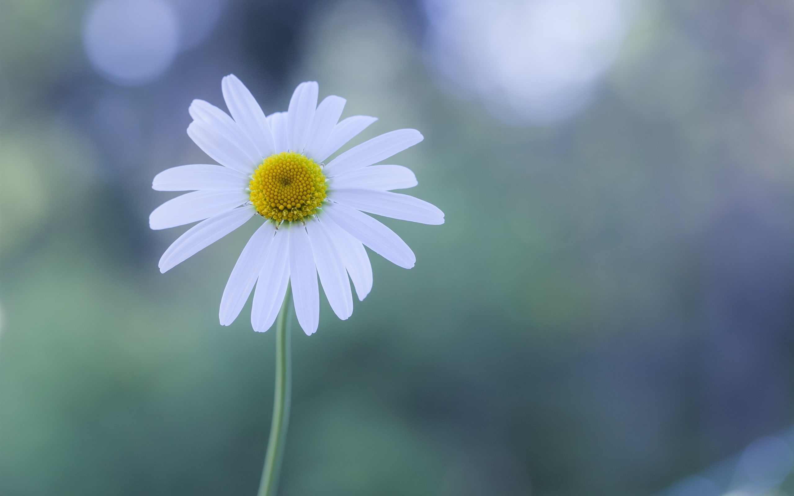 Flower, Chamomile, Glare, White, 2K, HD Wallpaper