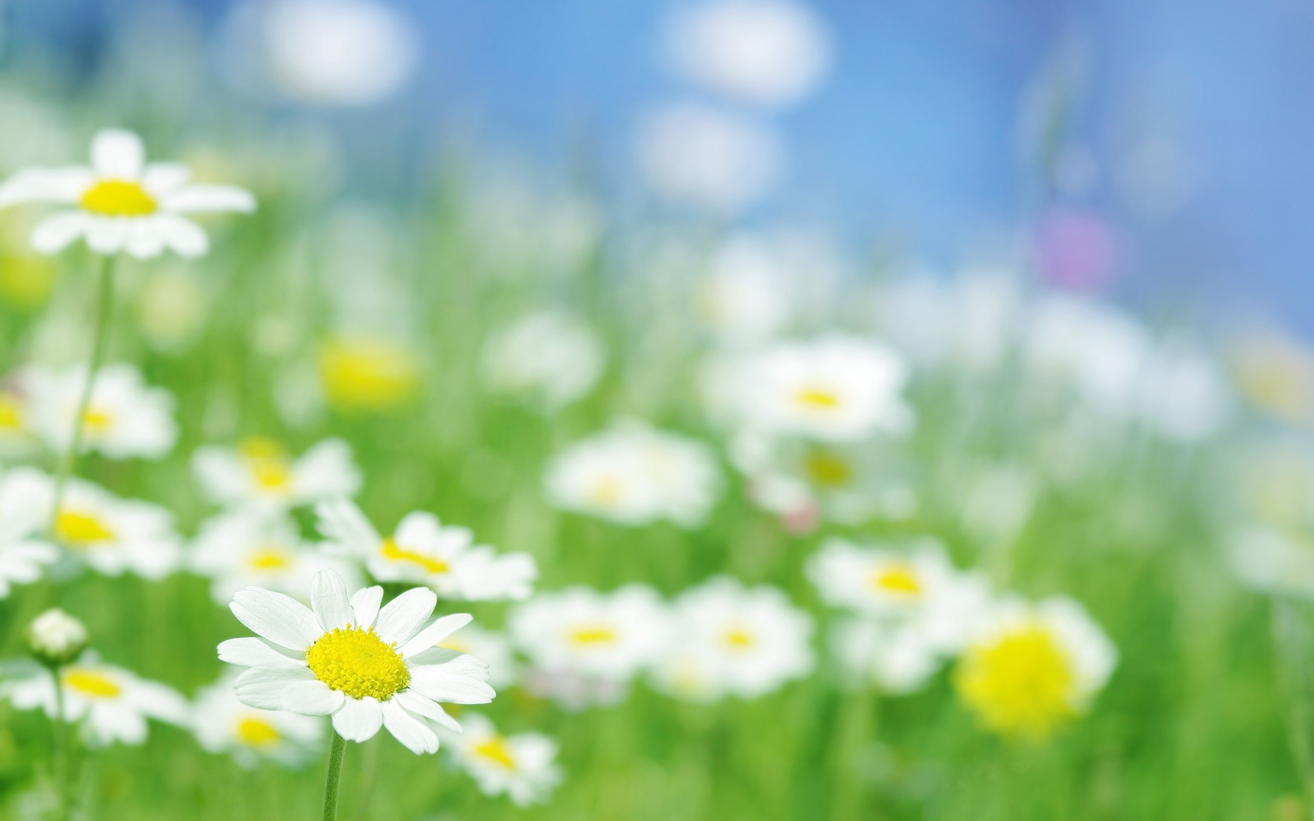 flowers, Flower, Macro, 2K, Chamomile, HD Wallpaper
