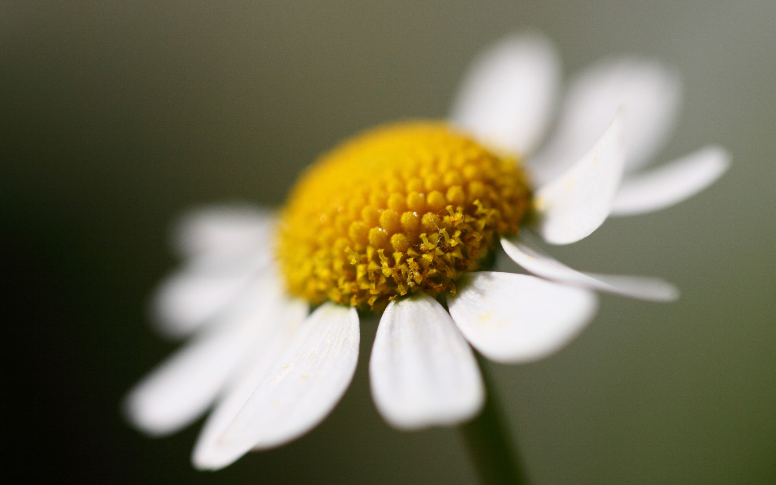 Big, 2K, Chamomile, one, Flower, HD Wallpaper