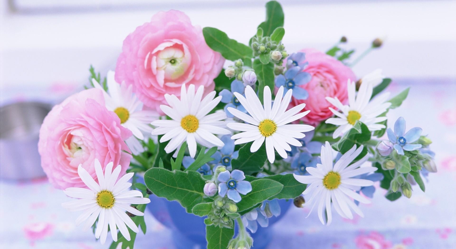 chamomile, decoration, daisy, pink Color, nature, flowering plant, white color, beauty In Nature, outdoors, botany, day, bouquet, freshness, ranunkulyus, HD Wallpaper