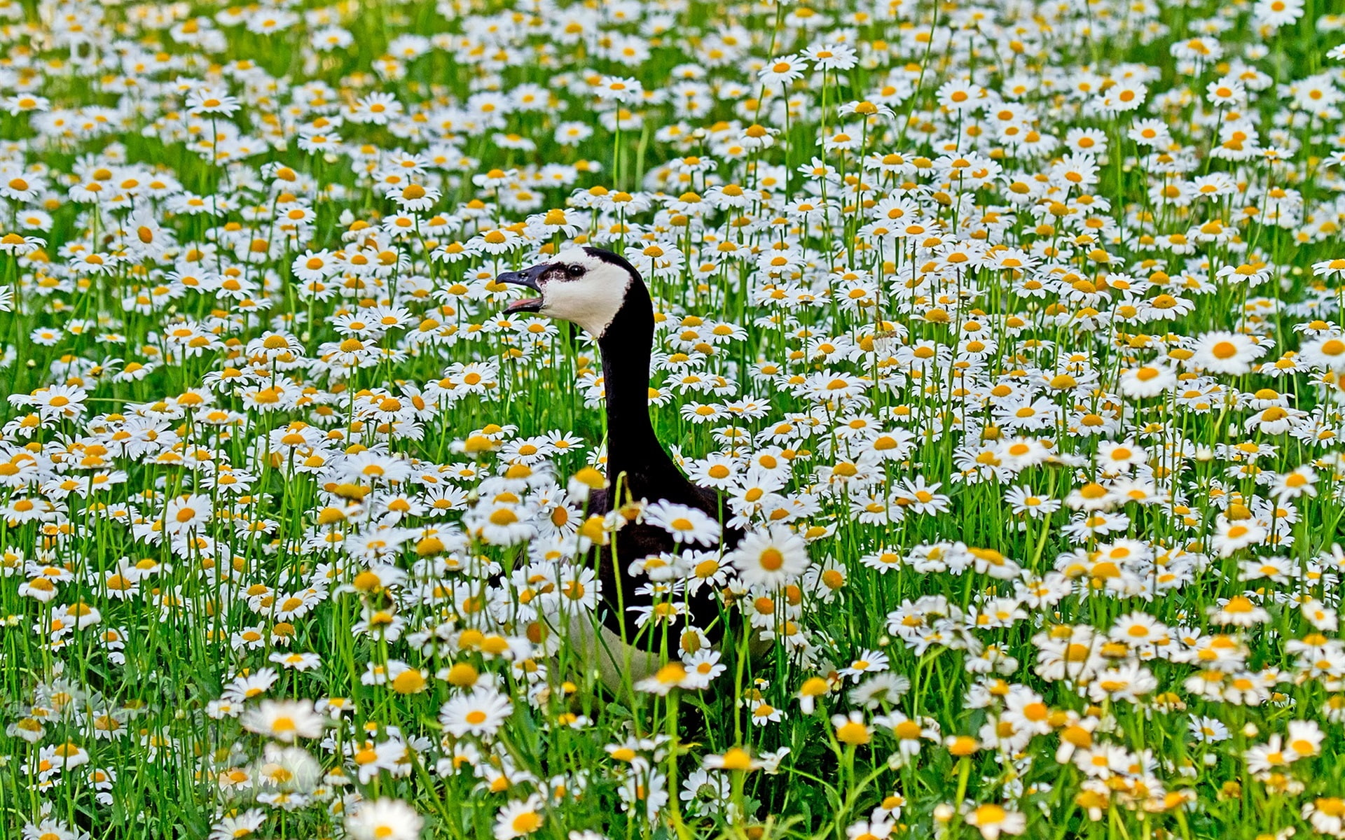 Field, 1080P, Flowers, Chamomile, Bird, HD Wallpaper
