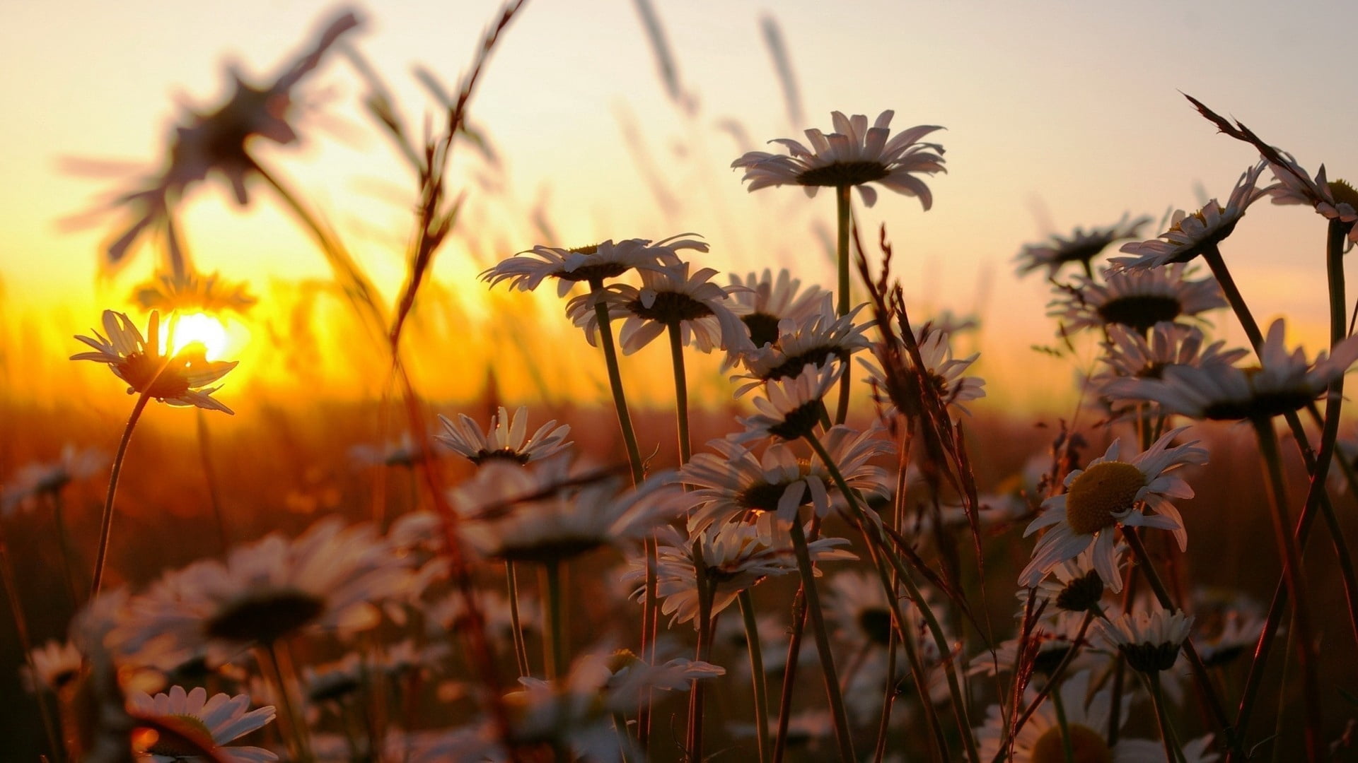 flower Head, vulnerability, nature, sunrise - Dawn, petal, summer, leaf, sky, chamomile, multi Colored, springtime, back Lit, sun, sunset, white, outdoors, HD Wallpaper