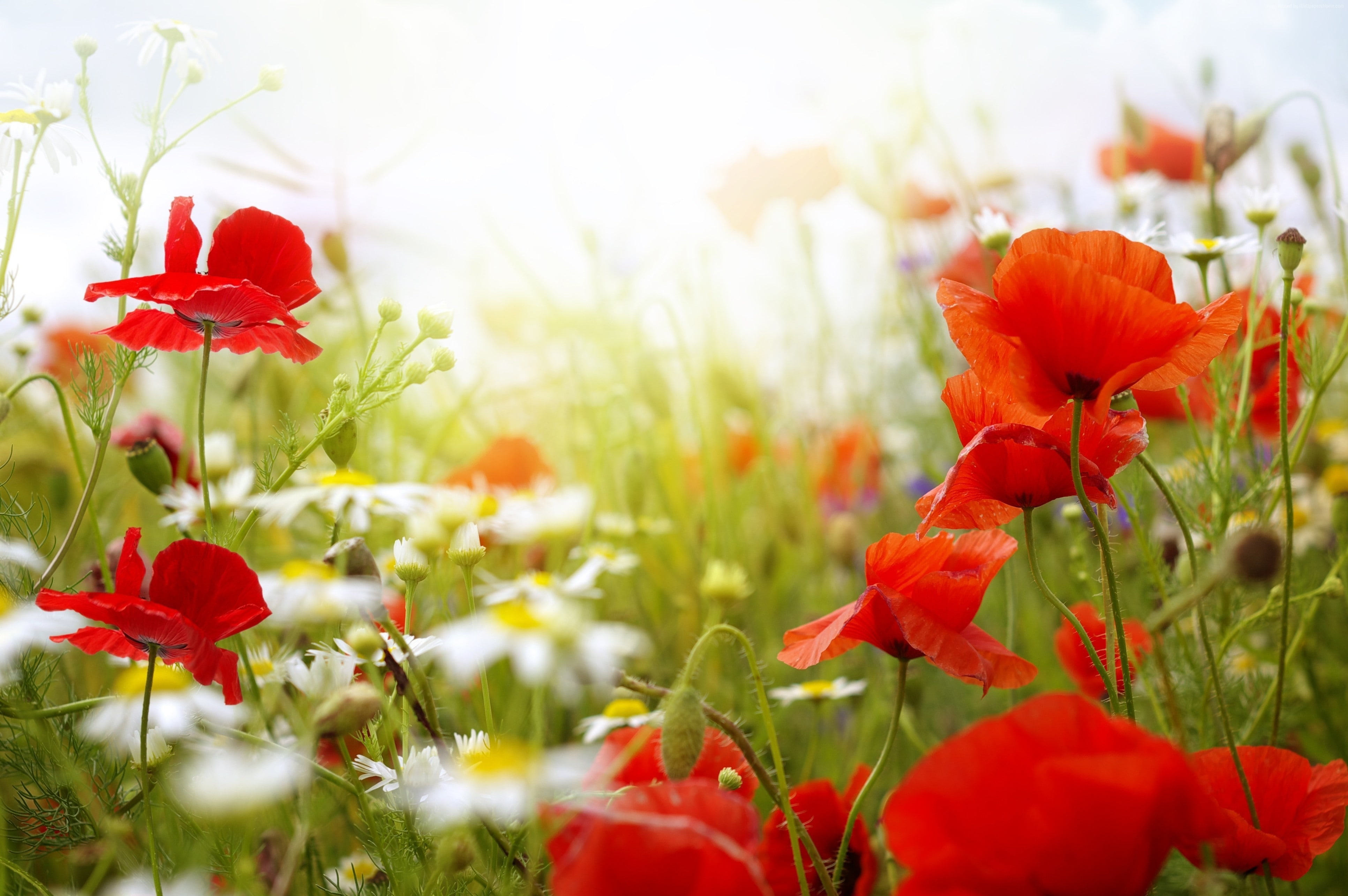 Chamomile, 4k, 4K, Poppy, Field, flowers, HD Wallpaper