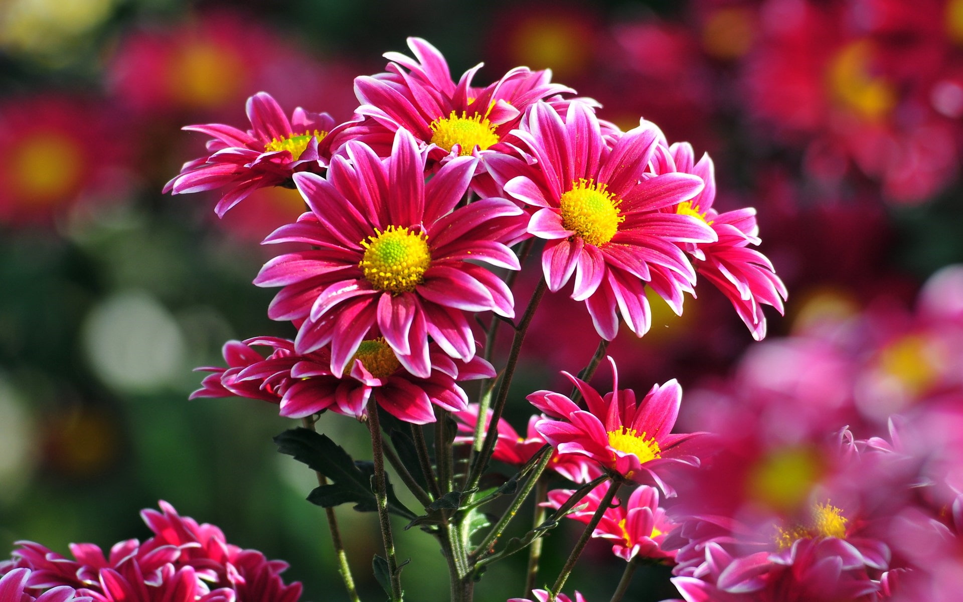 Pink, 1080P, Flowers, Chamomile, HD Wallpaper