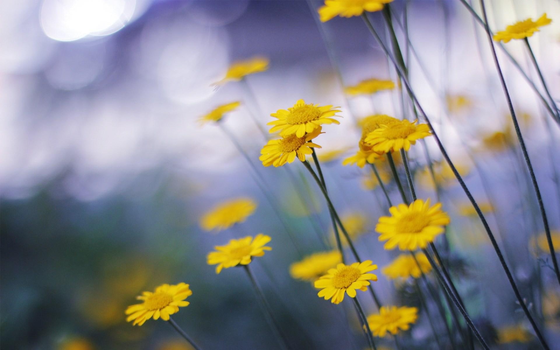yellow, flowers, chamomile, 1080P, HD Wallpaper