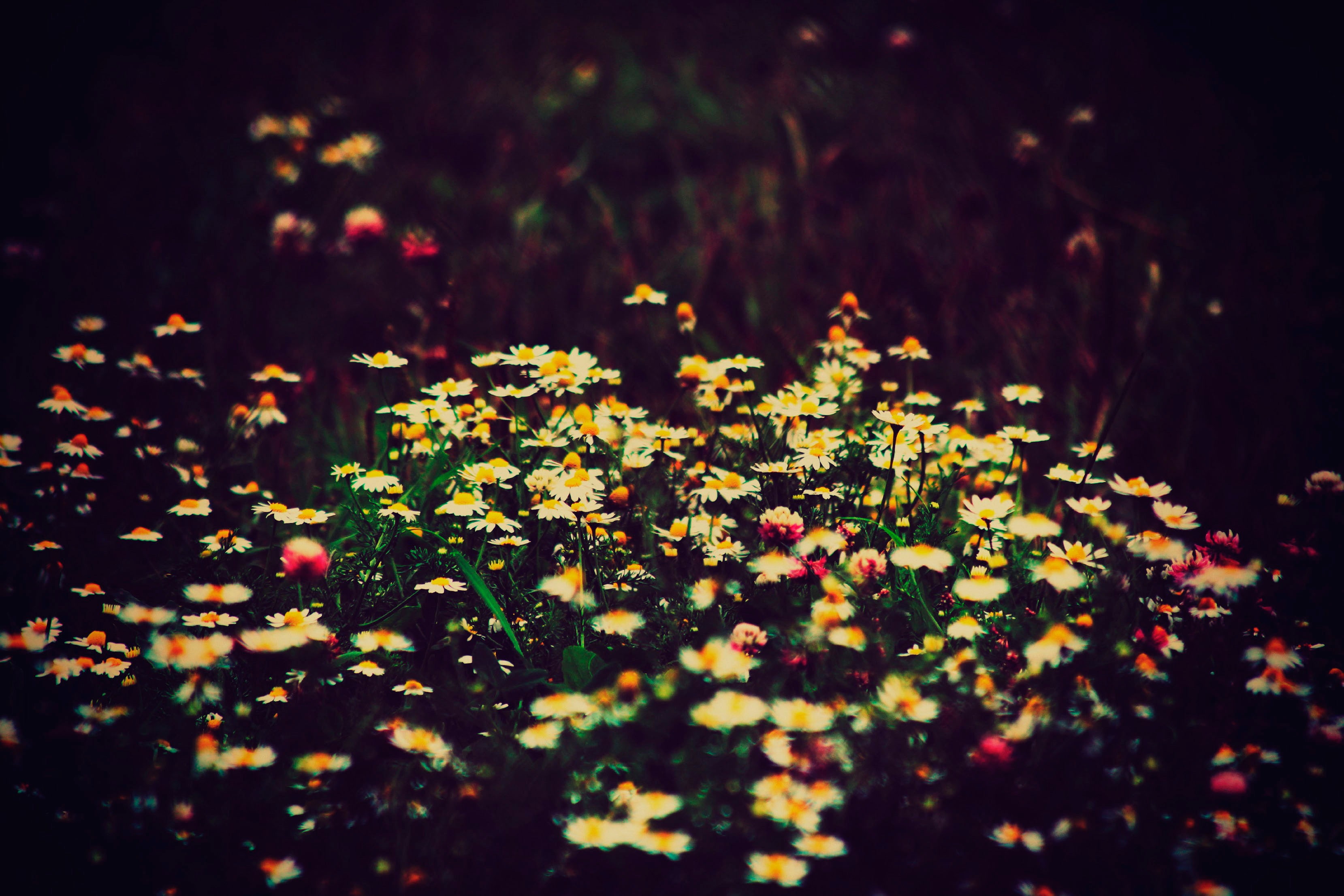 bokeh, 2K, chamomile, fields, field, Flower Fields, clover, flower, HD Wallpaper