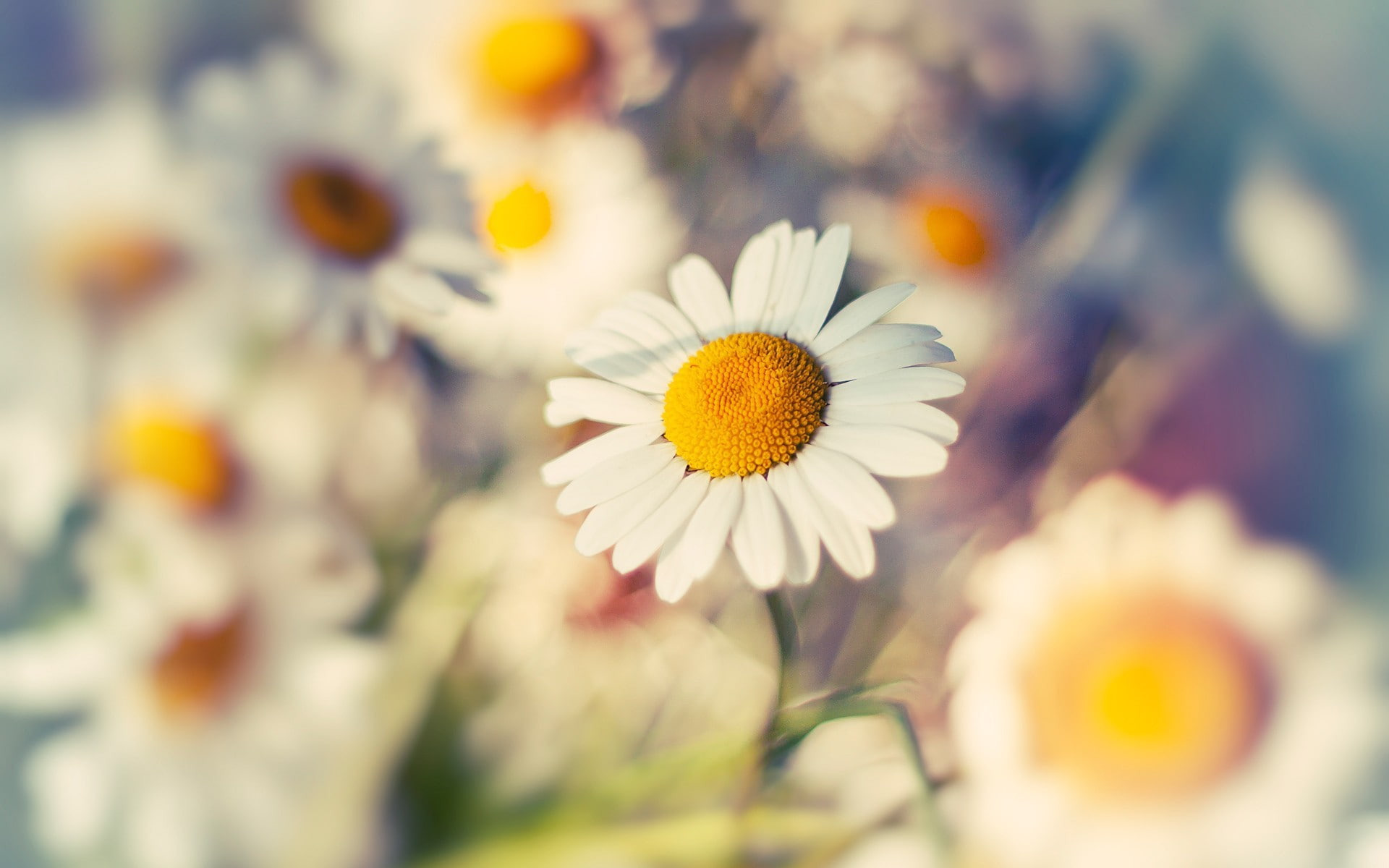 nature, white, flower, hd, chamomile, blur, 1080P, macro, HD Wallpaper