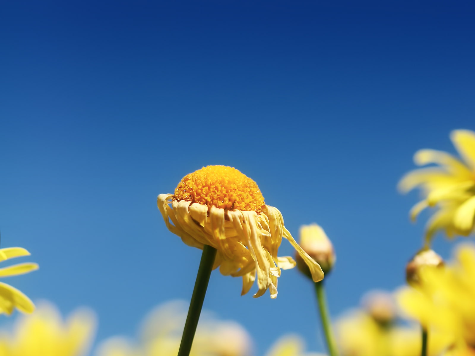 720P, plants, daisies, macro, blue, flowers, HD Wallpaper