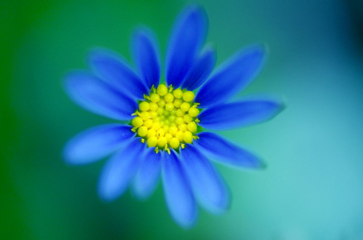 Nature, fog, flower  Flower, close-up, Plant, petaled, flower, petal, summer, 720P, blue, daisy, HD Wallpaper