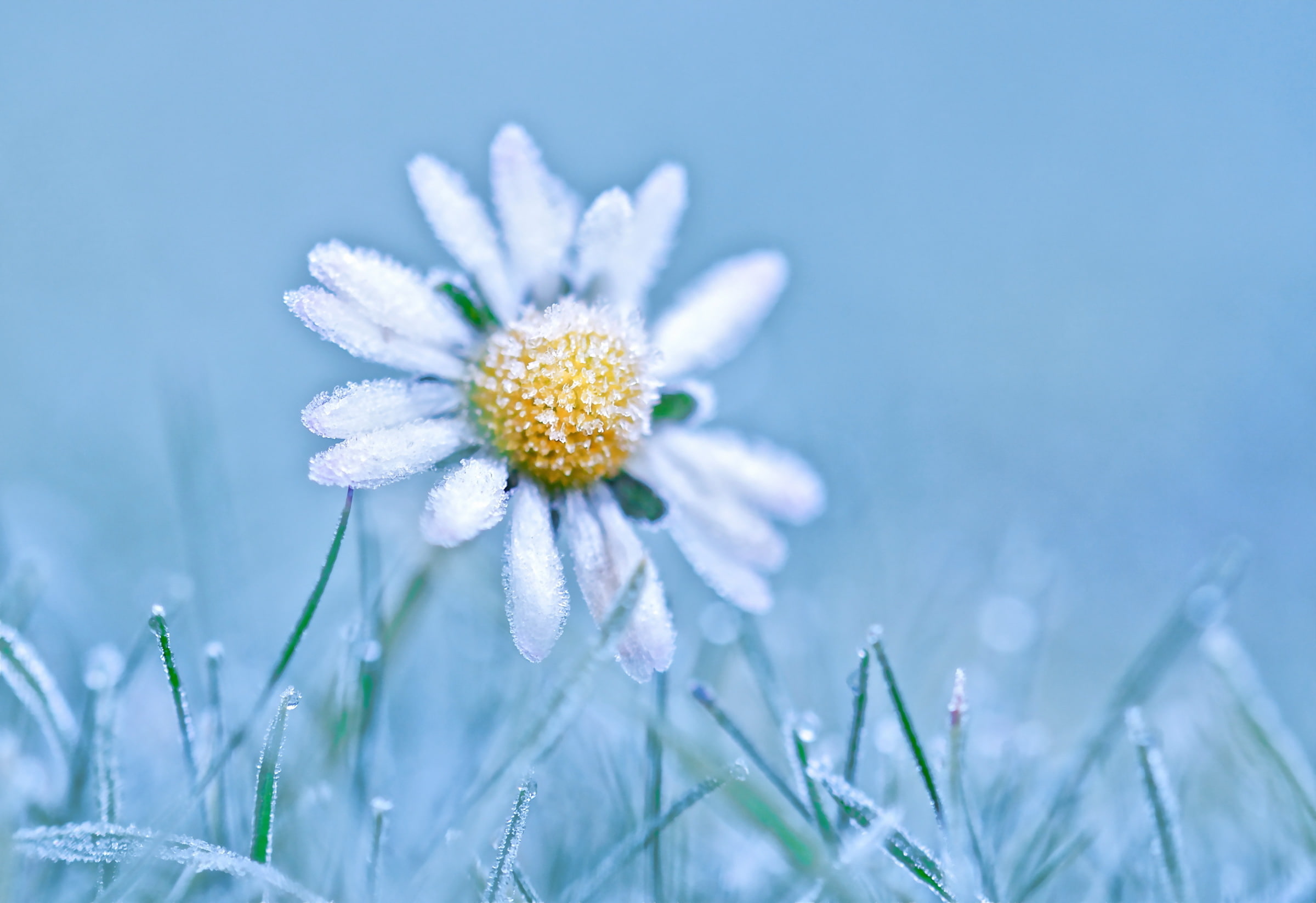 ice, springtime, extreme close-up, daisies, macro, petal, pollen, flower, selective focus, 1080P, daisy, fragility, nature, flower head, drop, vulnerability, HD Wallpaper