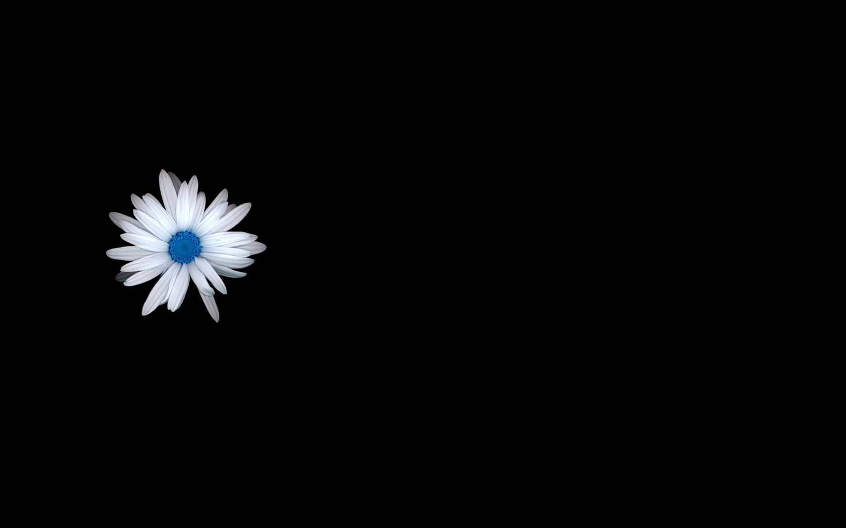 720P, hd, blue, nature, white, daisy, flower, black, HD Wallpaper
