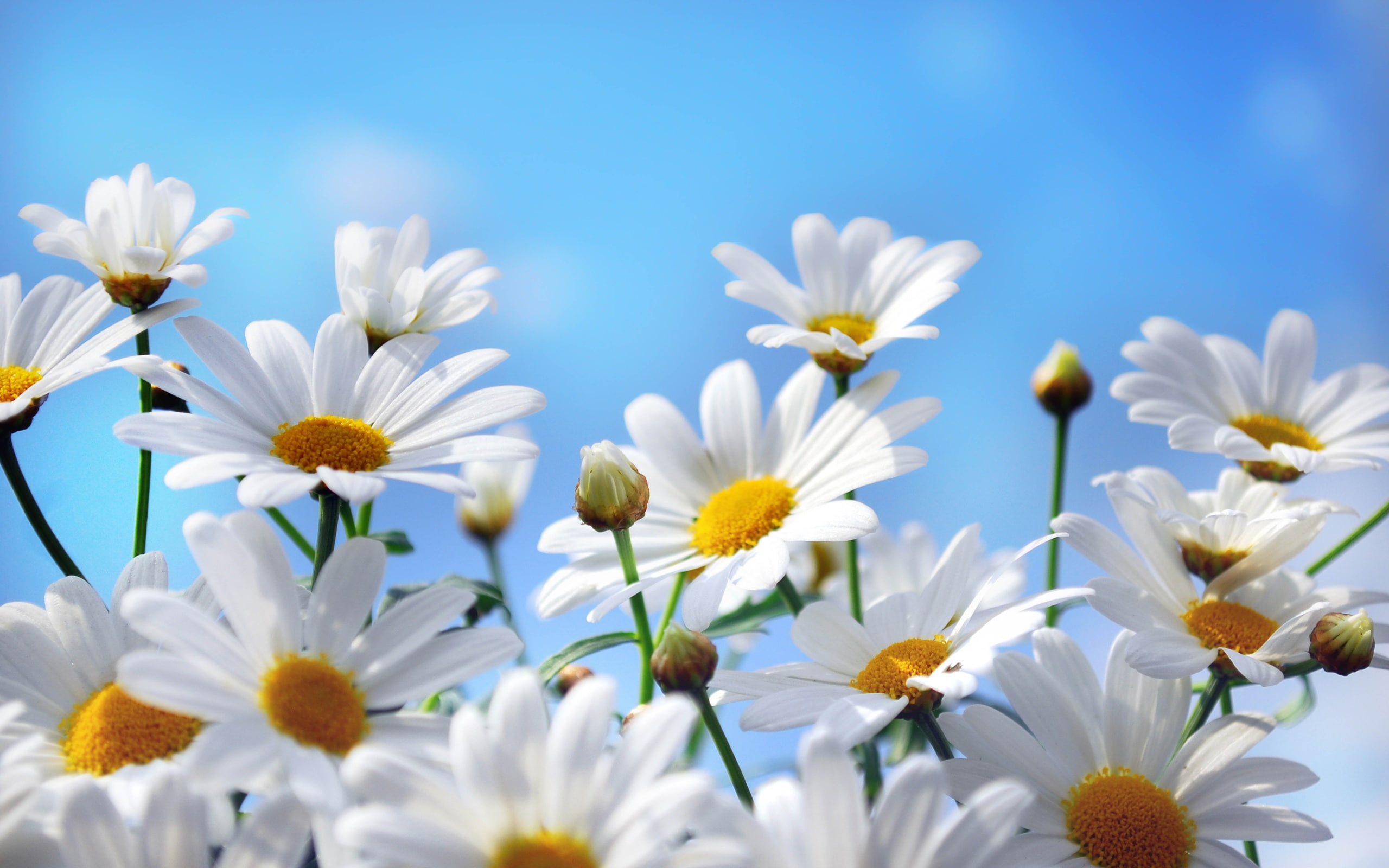 Blue, 2K, Photography, Petals, Nature, Daisies, Sky, Flowers, HD Wallpaper