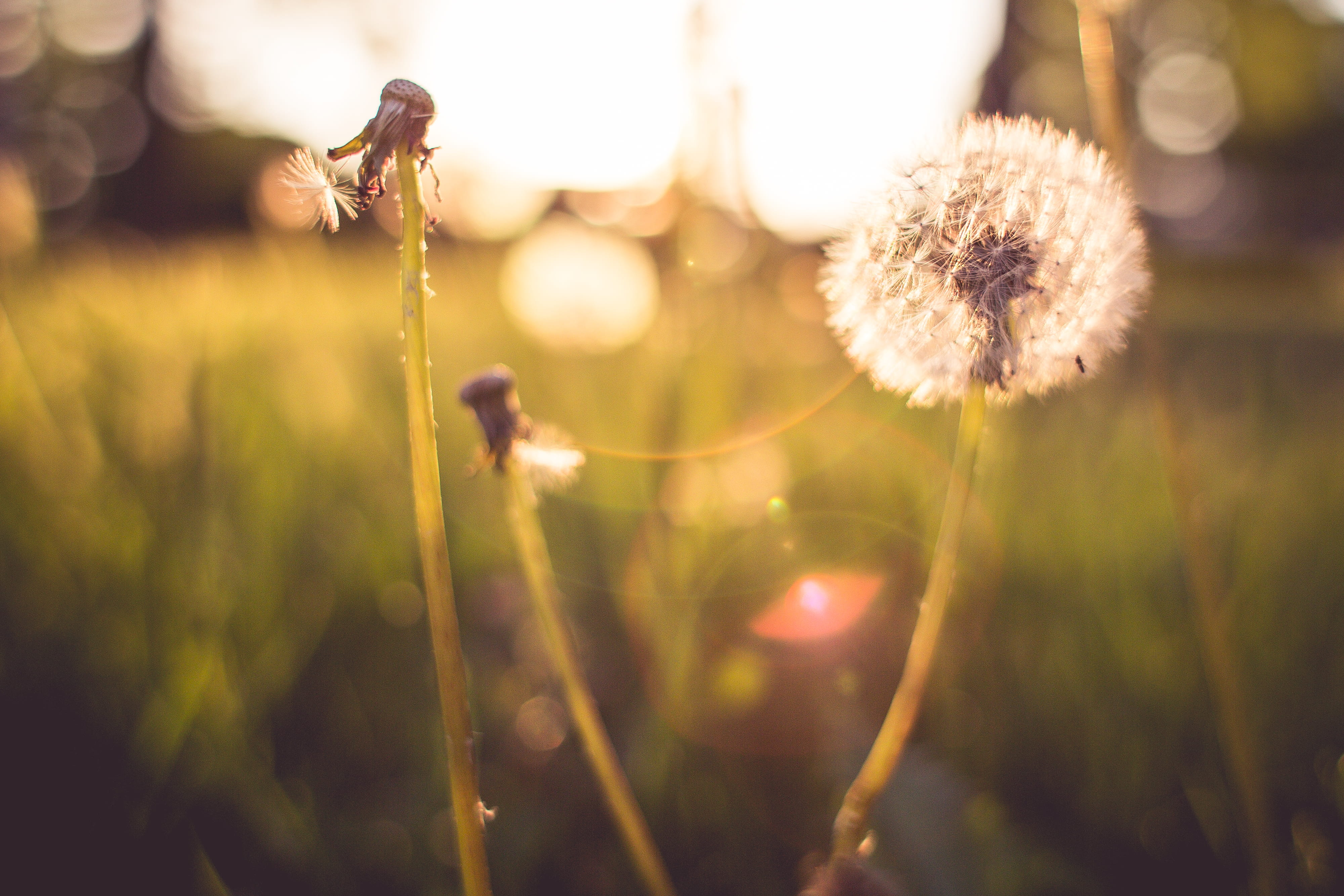 flower head, growth, day, defocused, meadow, field, blowball, sunlight, tranquility, fragility, survive, 4K, green Color, land, vulnerability, trying, HD Wallpaper