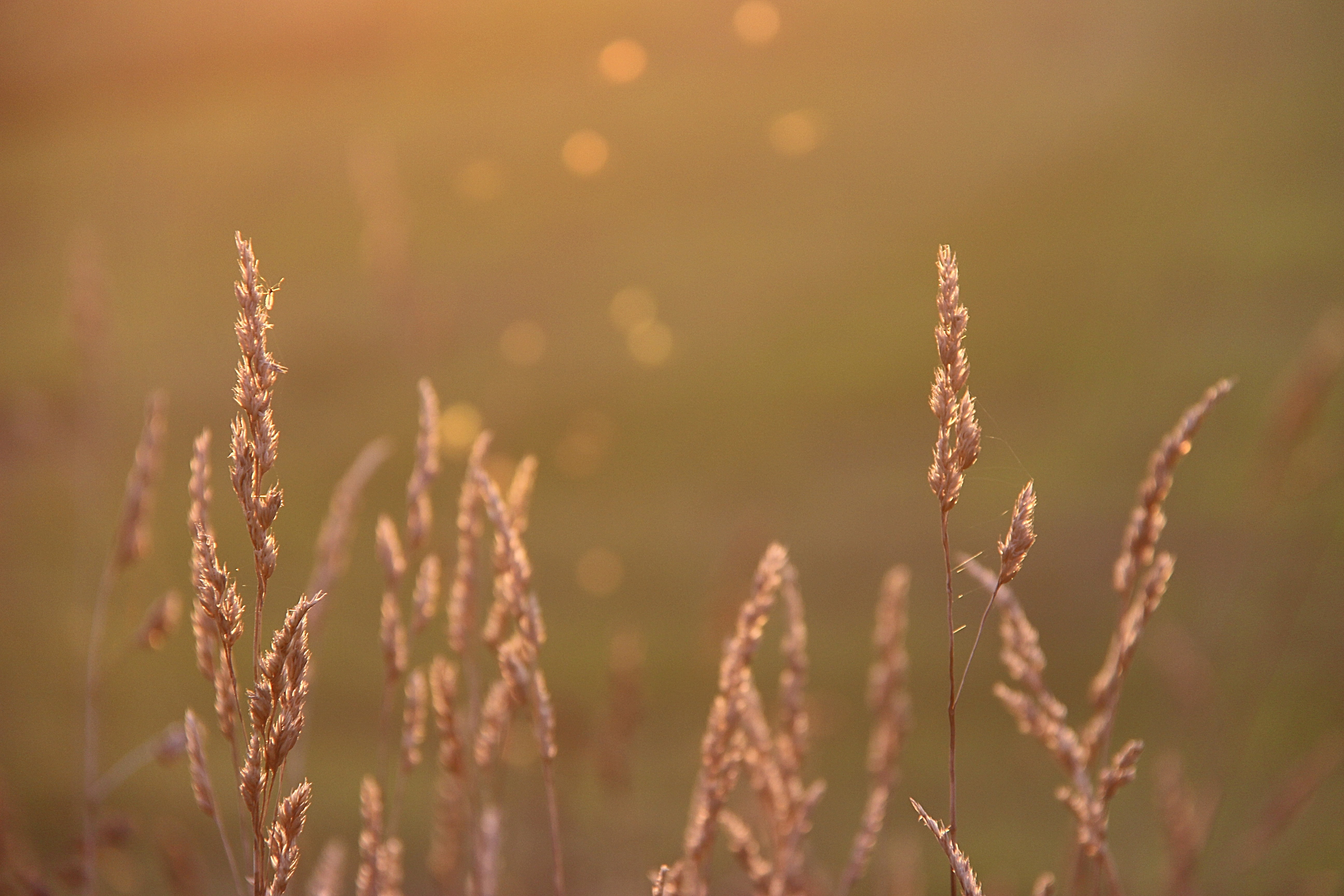 backgrounds, nature, photo, Explore, Day, sunset, wheat, plant, close-up, Canon, wheat  grass, 5K, outdoors, Last Light, close, summer, close up, HD Wallpaper