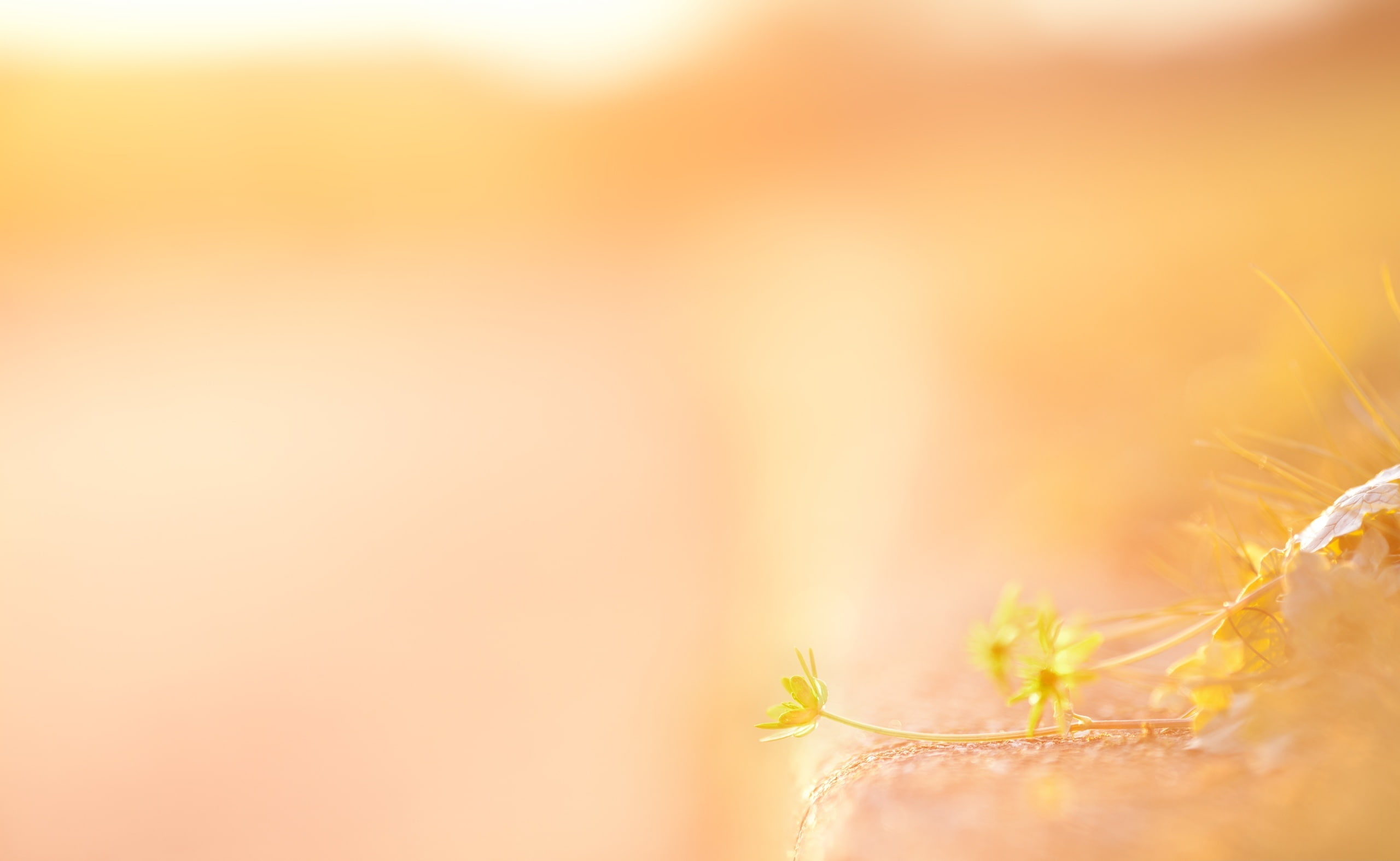 pastel colored, vibrant color, autumn, yellow, abstract backgrounds, springtime, tranquility, Last, copy space, beauty, freshness, beauty in nature, bright, HD Wallpaper