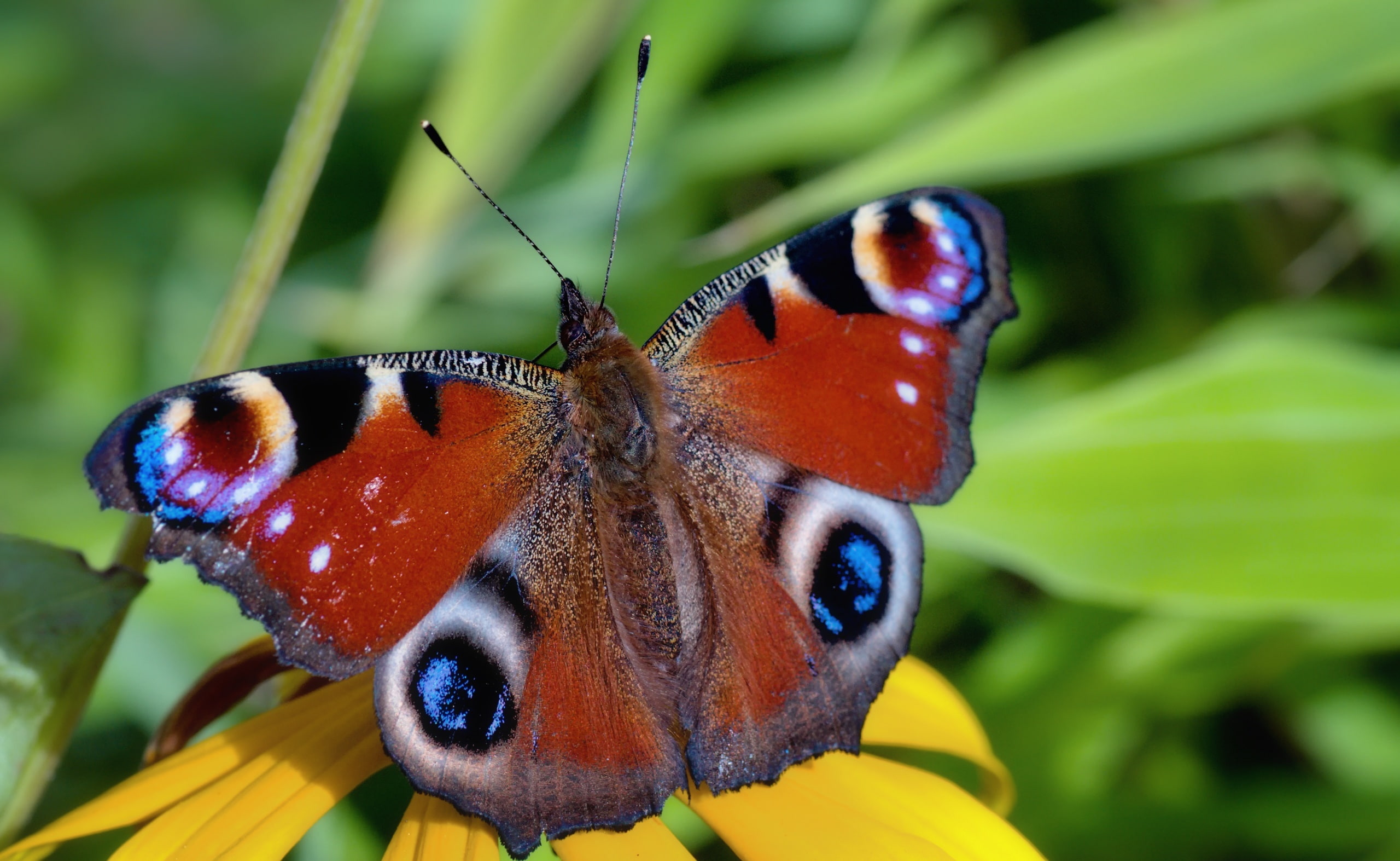 flower head, flowering plant, beauty in nature, fragility, animal antenna, butterfly - insect, pollination, flower, plant, last, late summer, days, invertebrate, HD Wallpaper