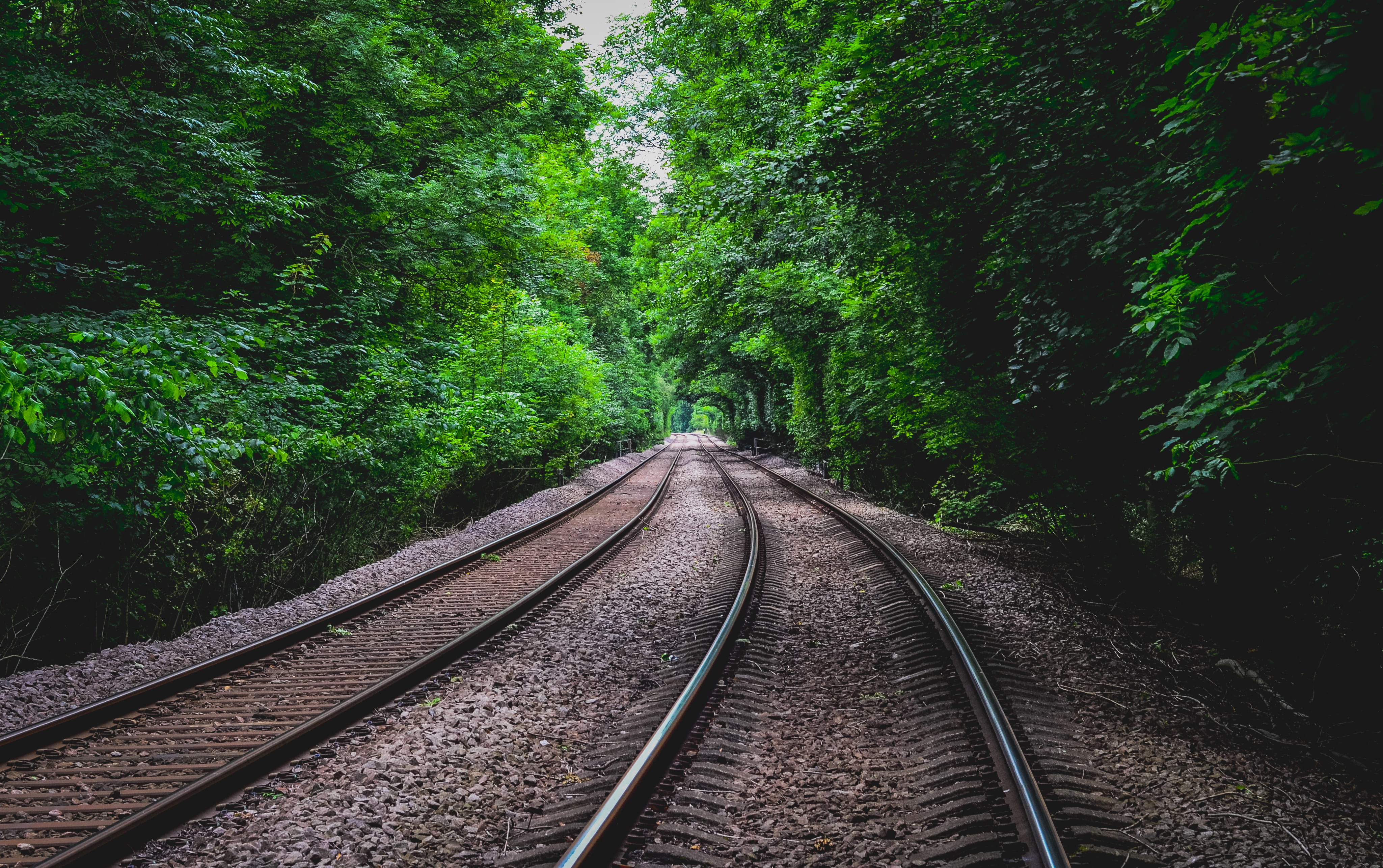 diminishing perspective, tree, growth, anston, outdoors, green color, direction, plant, forest, vanishing point, land, non-urban scene, rail transportation, HD Wallpaper