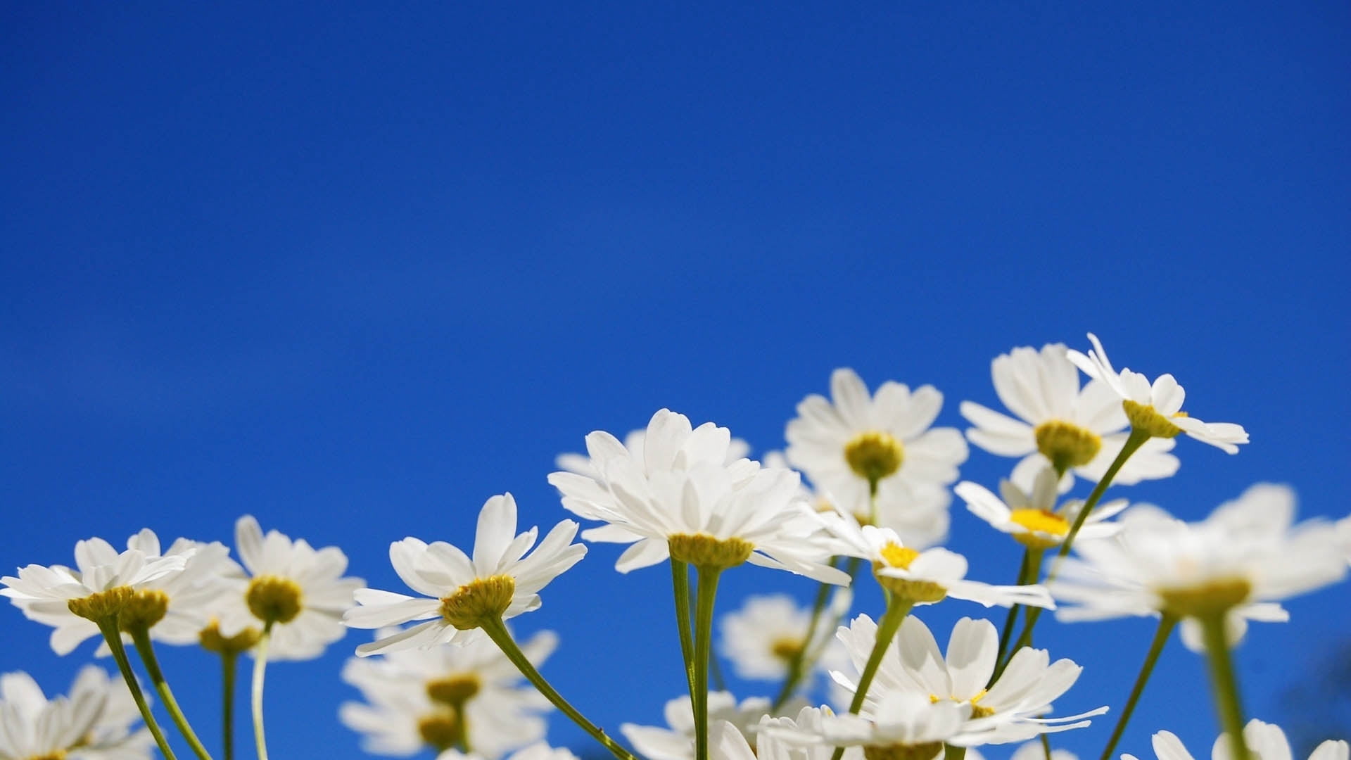 field, vulnerability, season, 1080P, nature, white, lot, blue, yellow, plant, environment, meadow, summer, macro, flower Head, springtime, green Color, HD Wallpaper