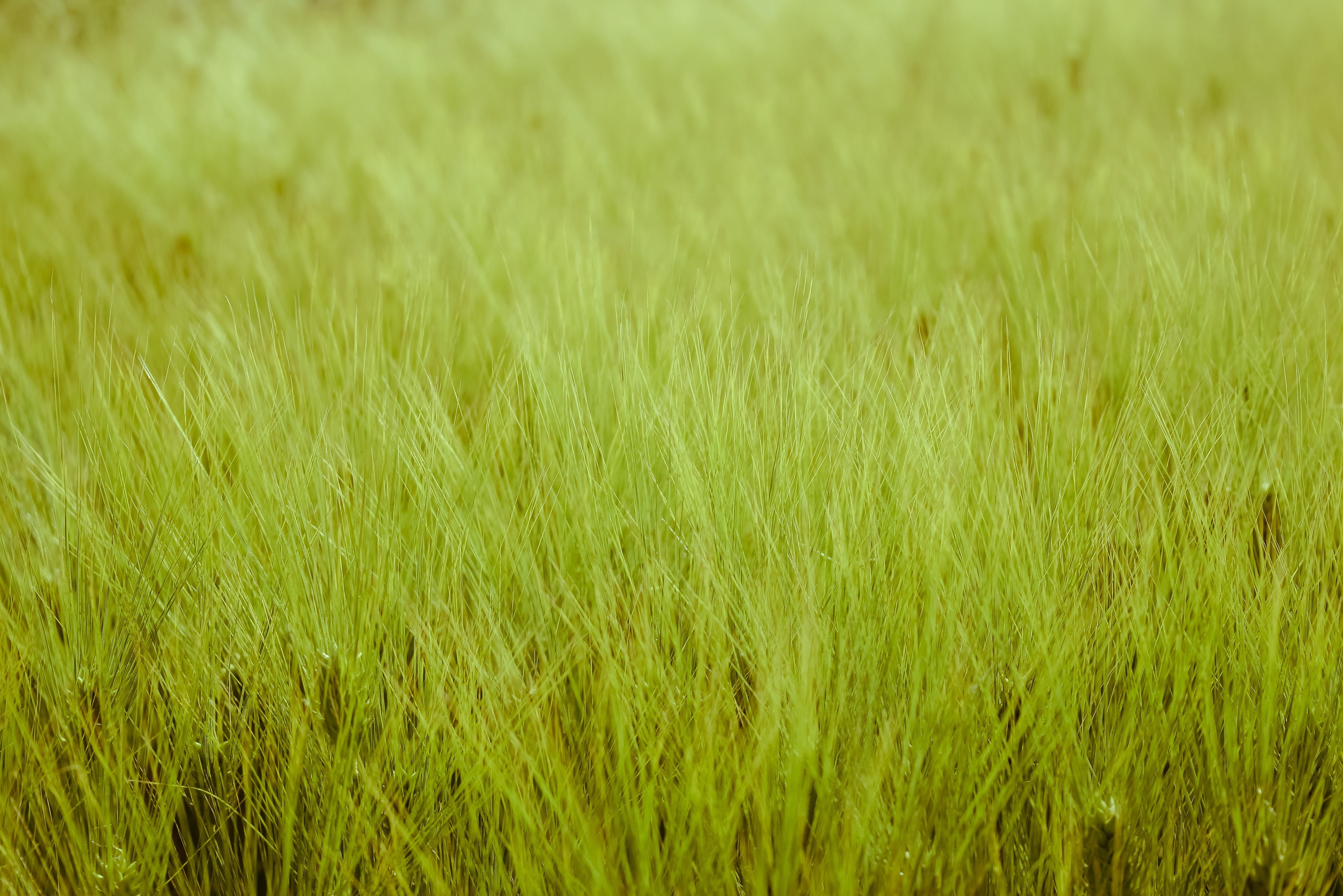 wheat, ears of corn, green color, agriculture, no people, day, summer, land, outdoors, plant, green, field, wind, environment, grass, nature, full frame, HD Wallpaper