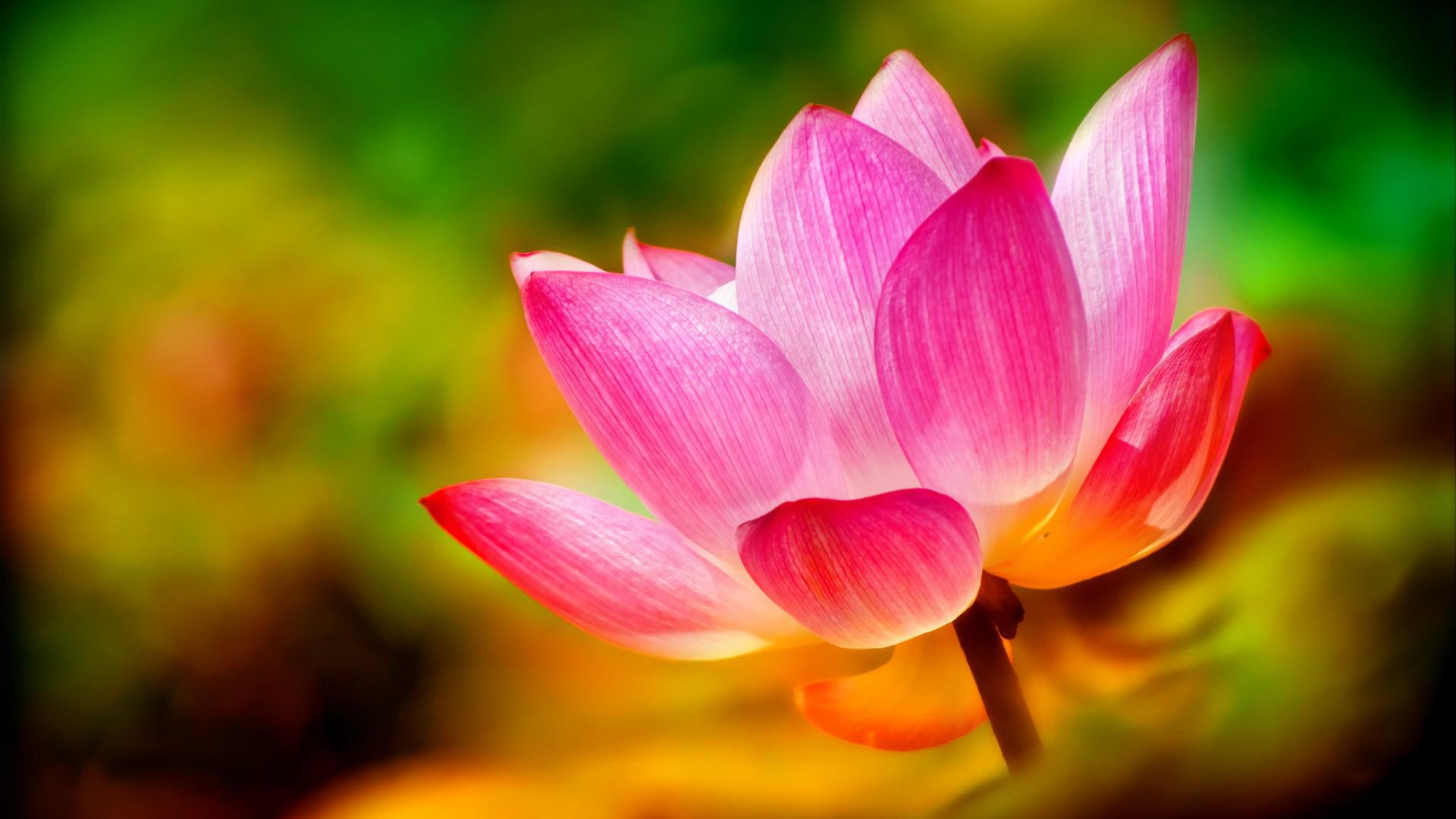 1080P, flowers, lotus, petals, pink, nature, background, HD Wallpaper